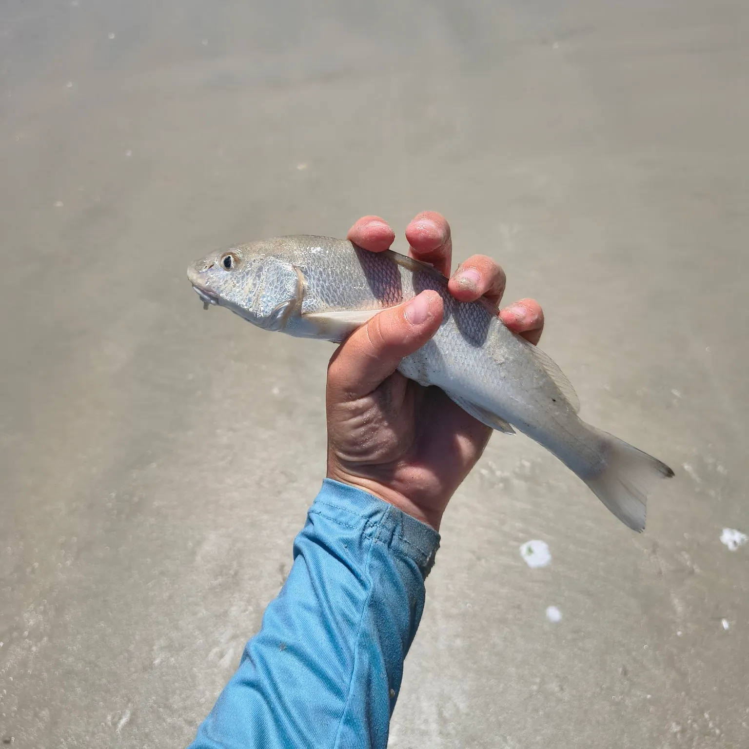 The most recent King George whiting catches on Fishbrain