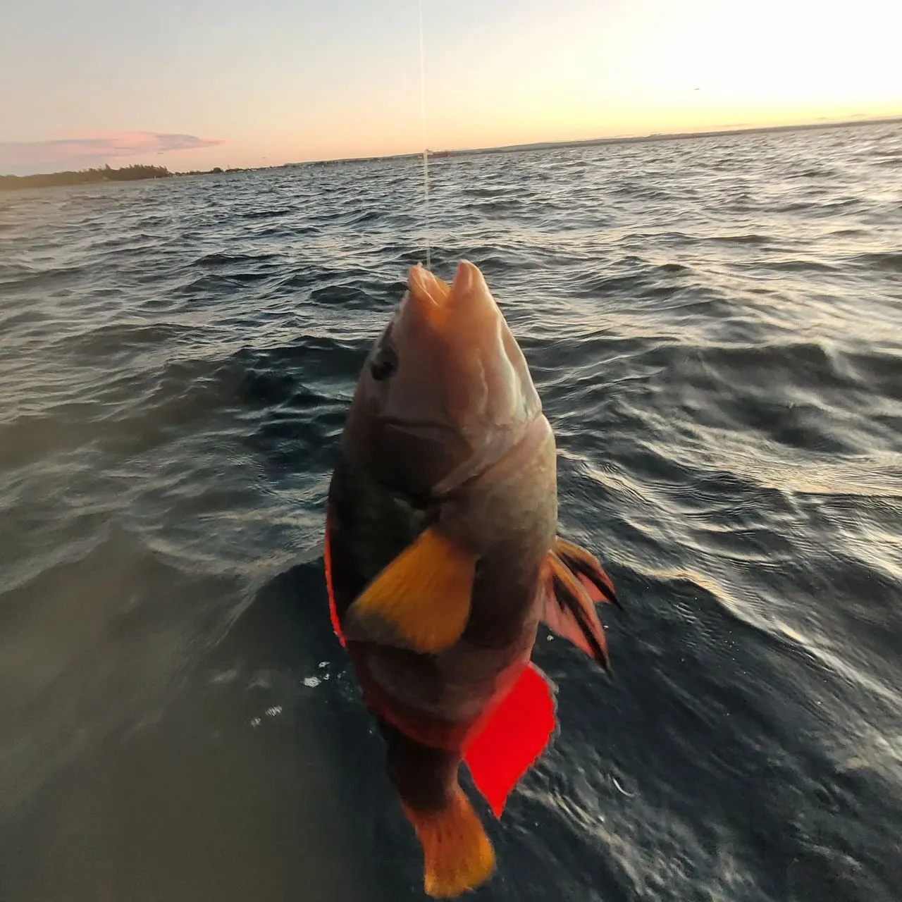 The most recent Crimsonbanded wrasse catches on Fishbrain