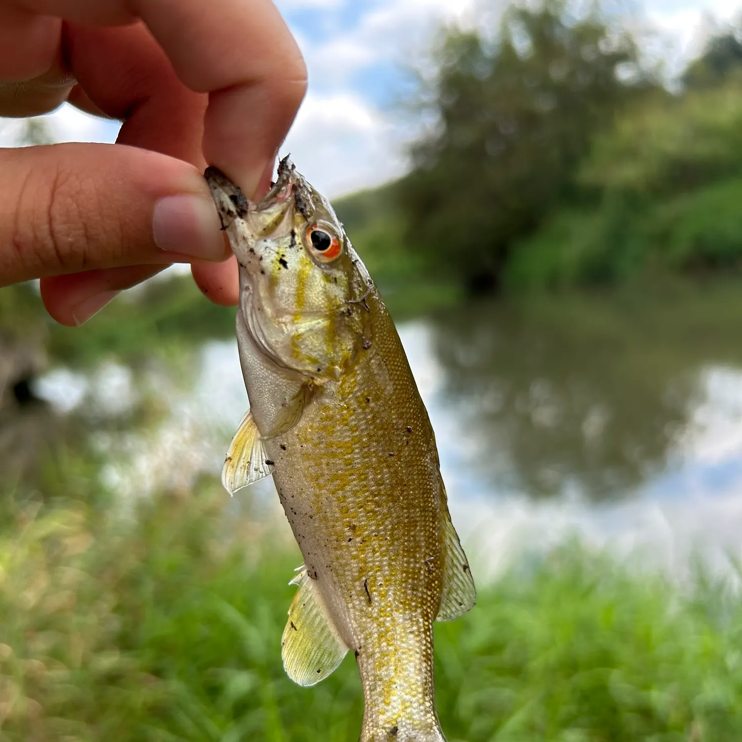 Smallmouth bass caught on Fishbrain