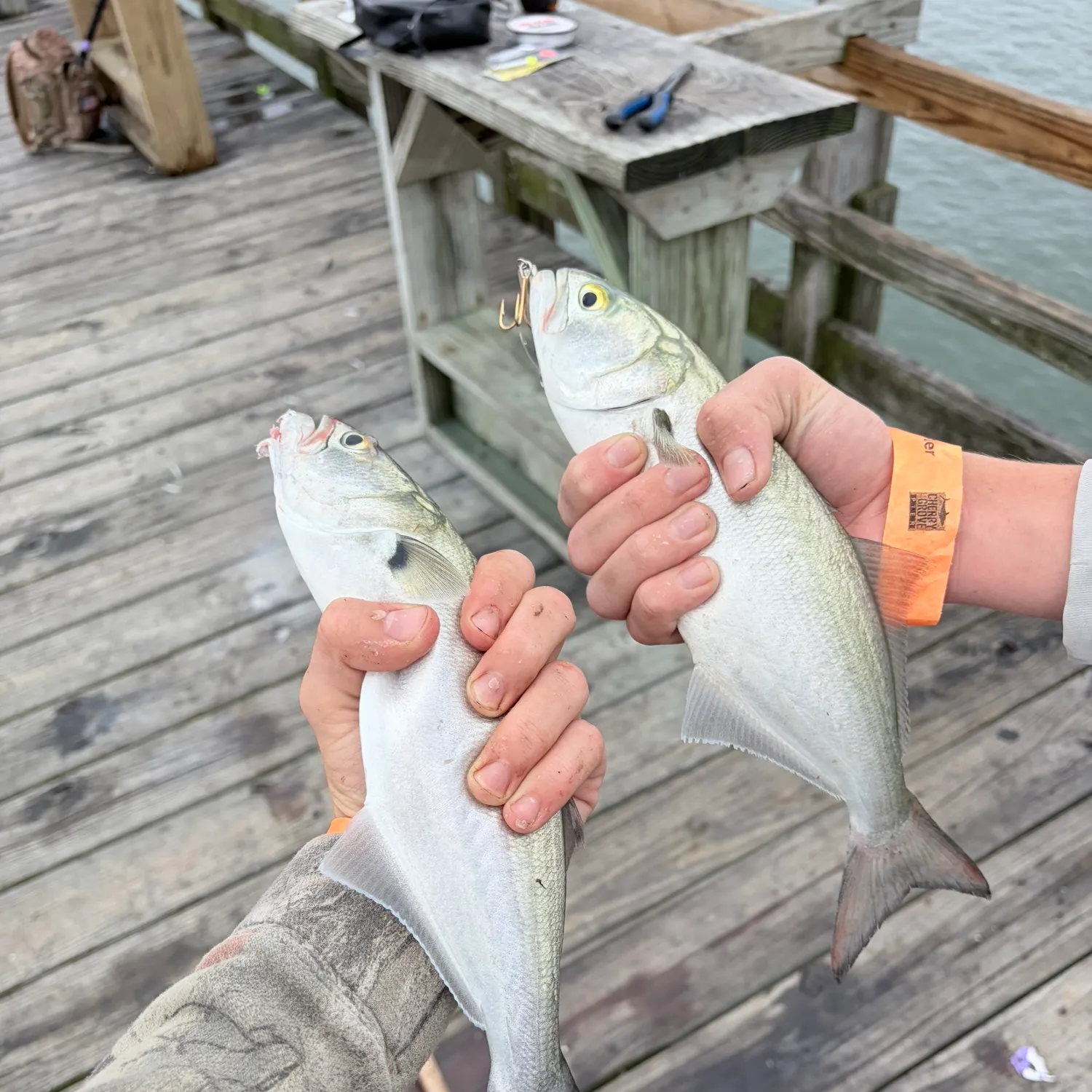 Bluefish caught on Fishbrain