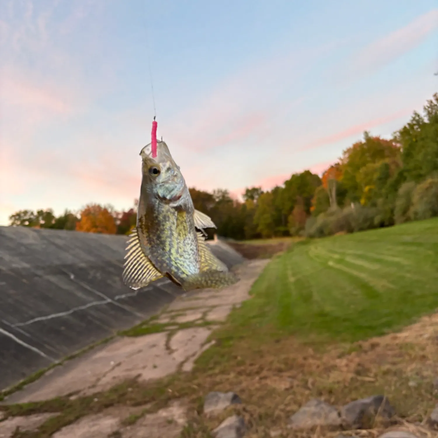 Black crappie caught on Fishbrain