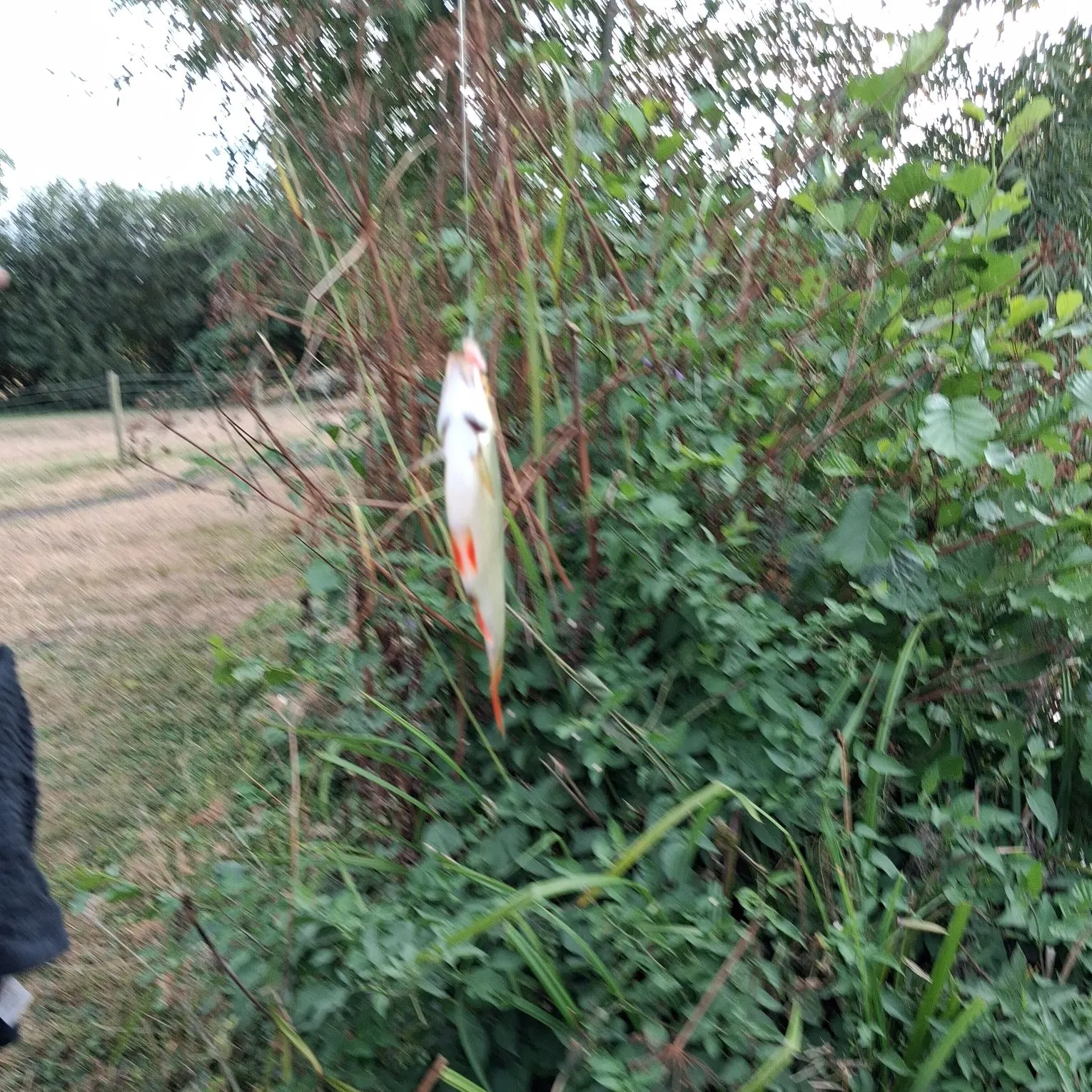 Common dace caught on Fishbrain