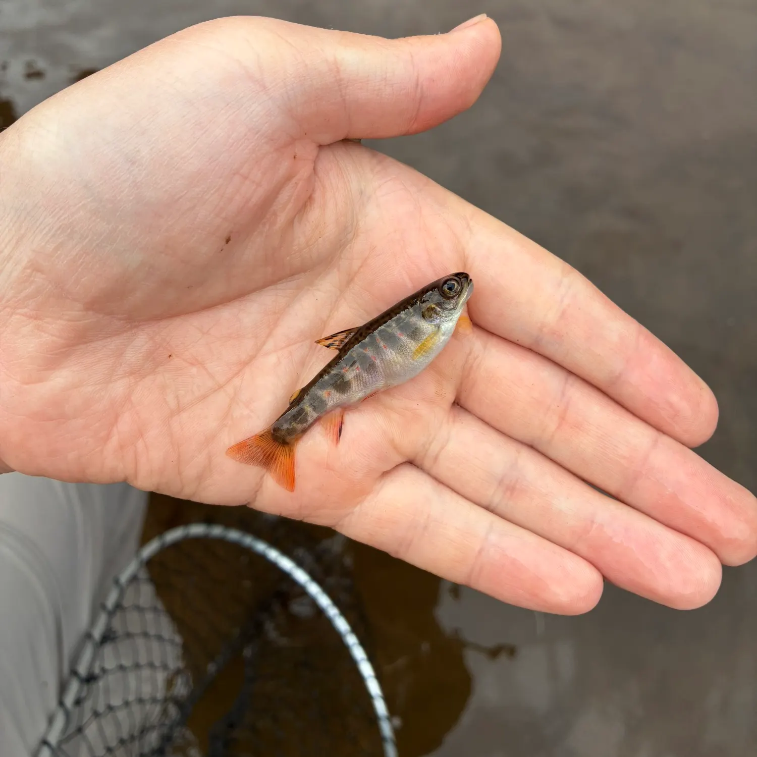 Brook trout caught on Fishbrain
