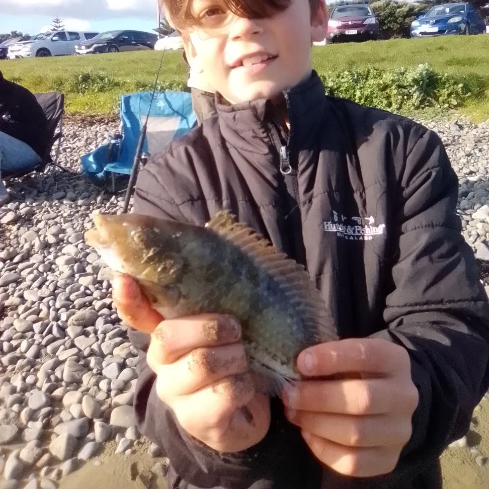 The most recent Spotty wrasse catches on Fishbrain