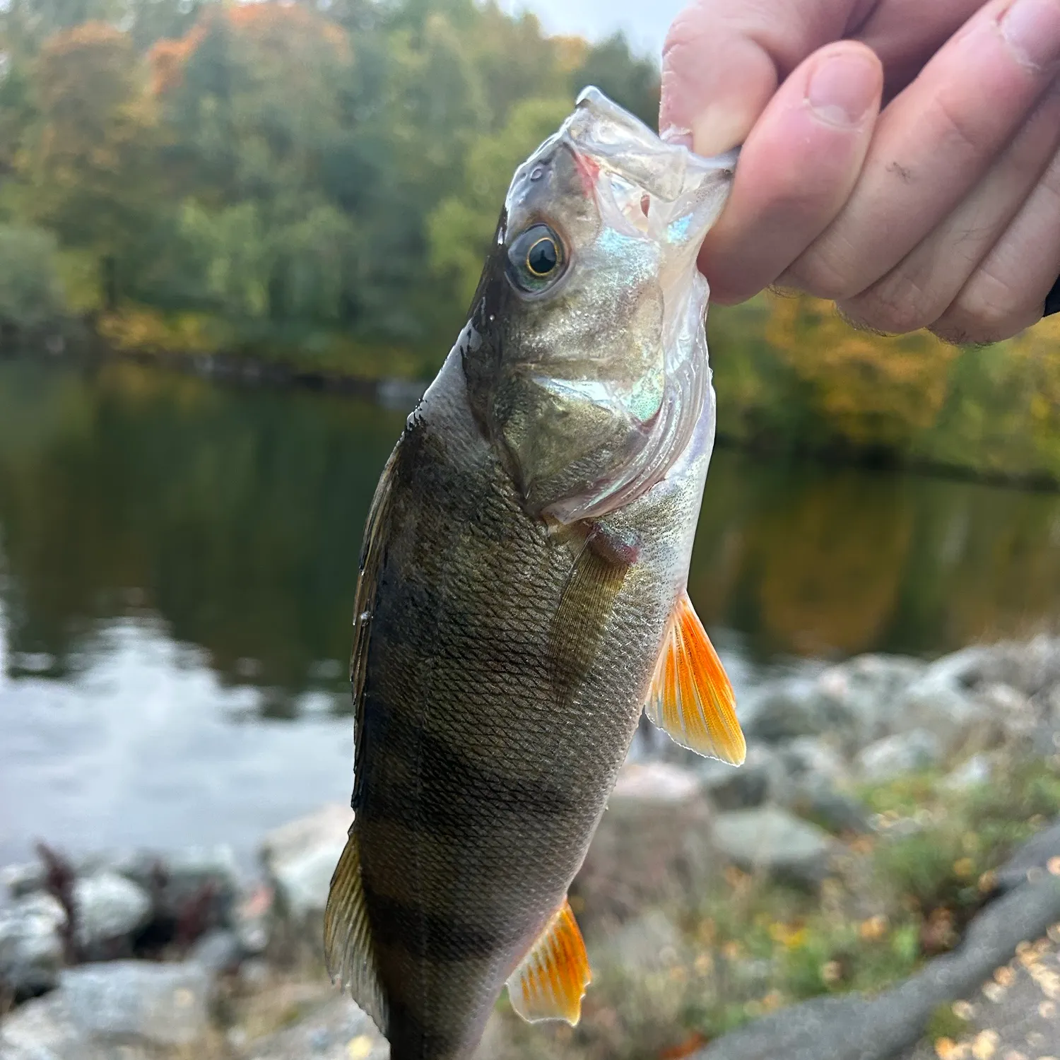 European perch caught on Fishbrain