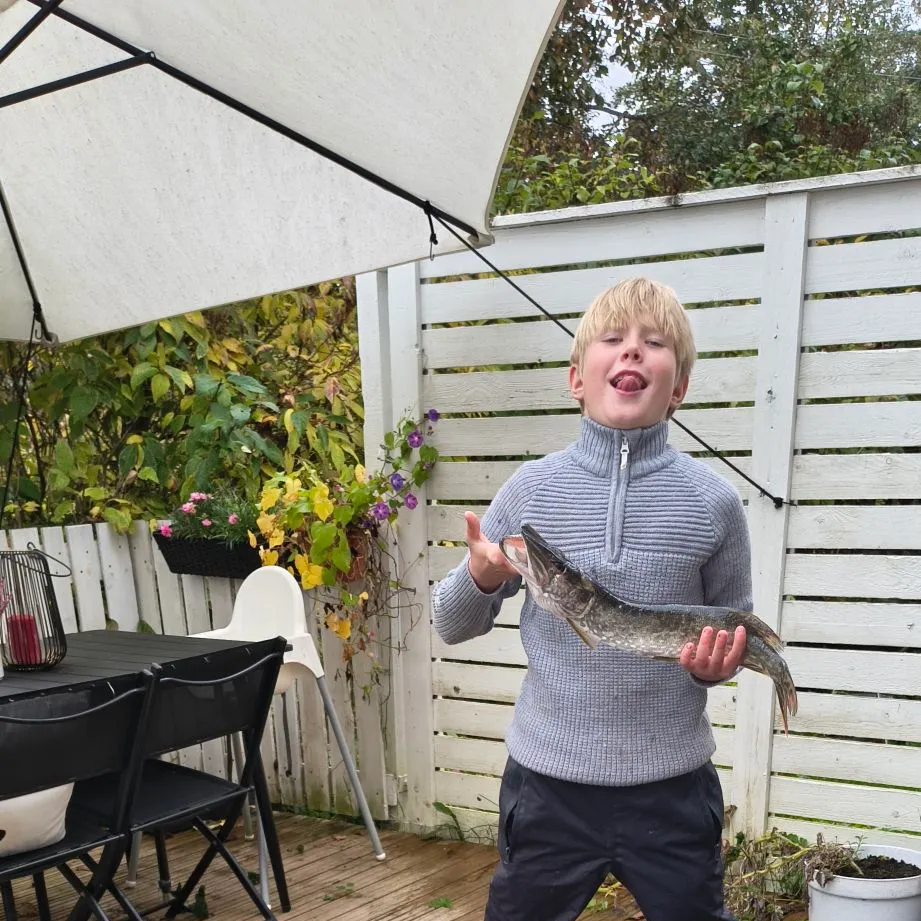 European perch caught on Fishbrain
