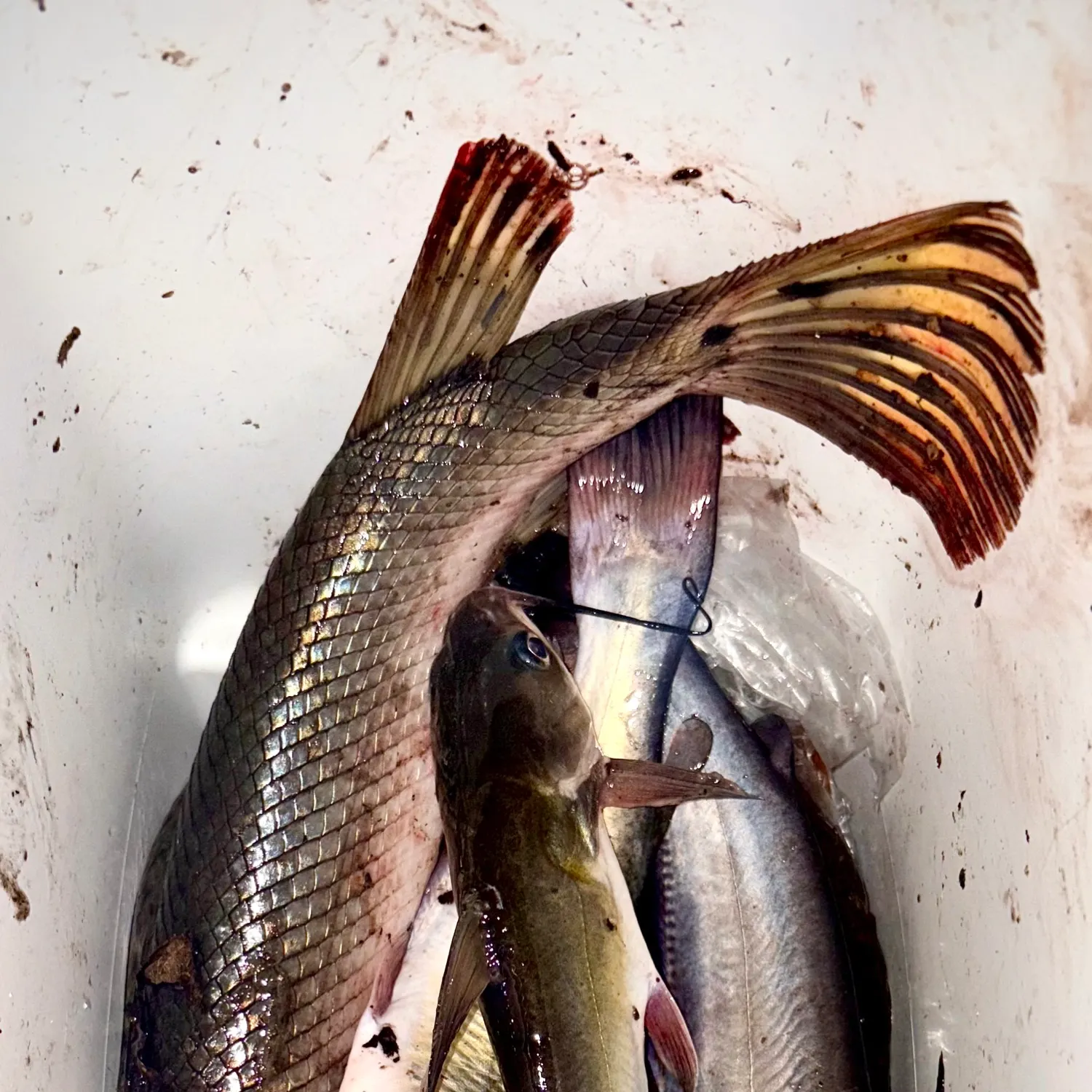 recently logged catches