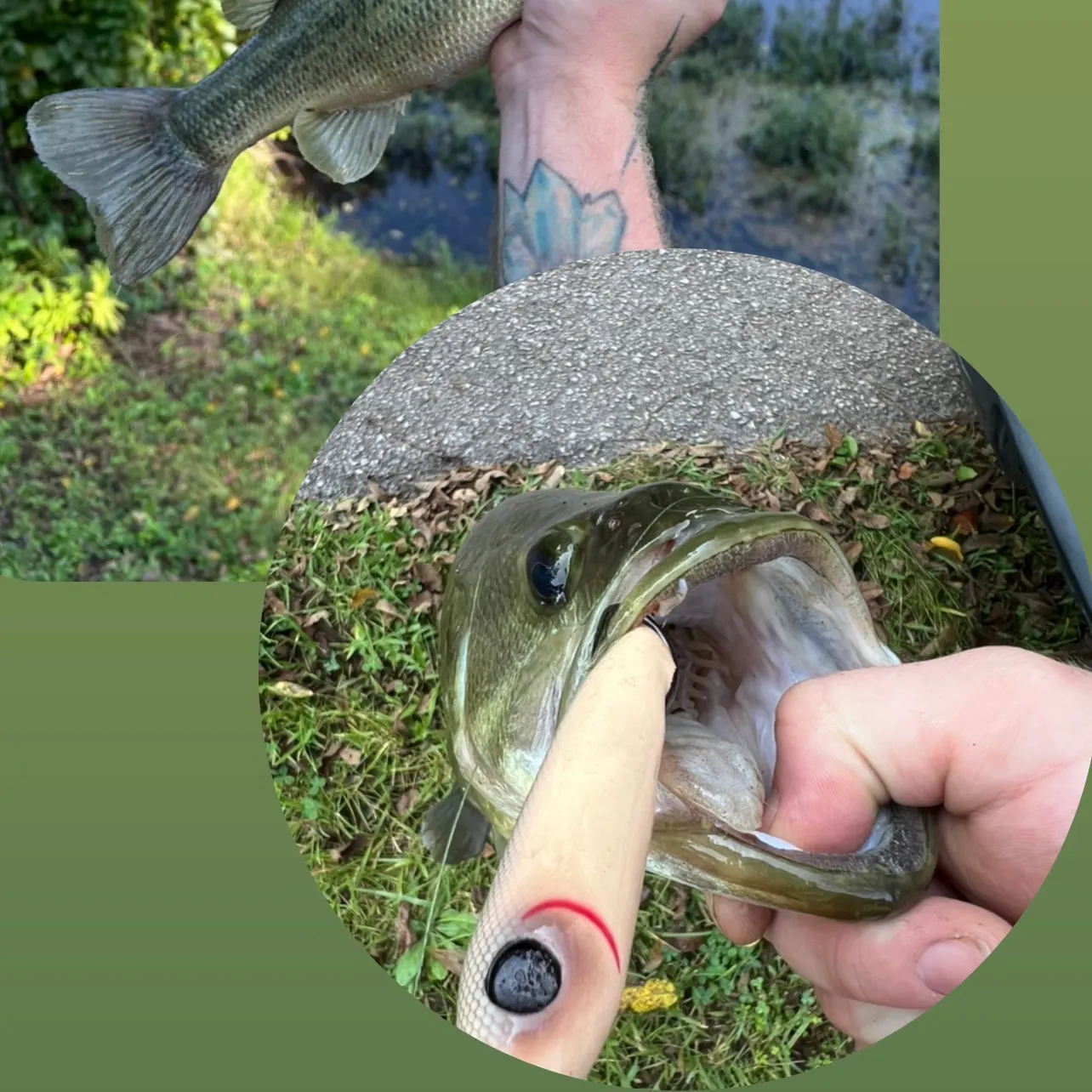 Largemouth bass caught on Fishbrain