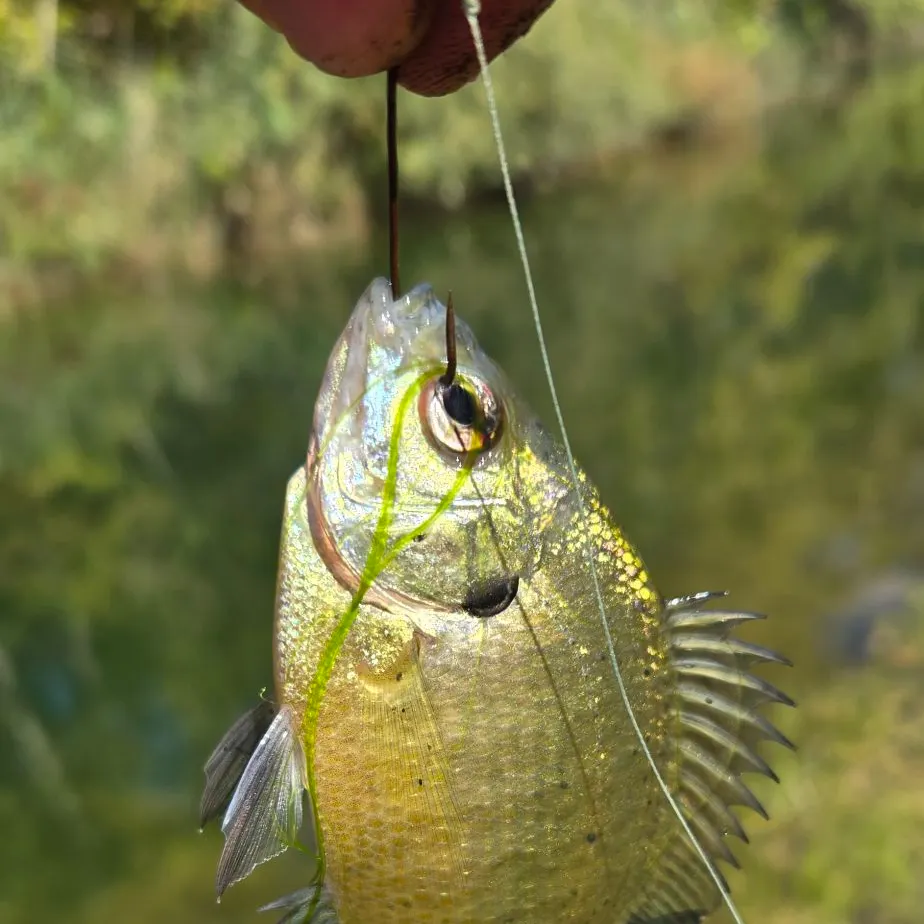 Bluegill caught on Fishbrain
