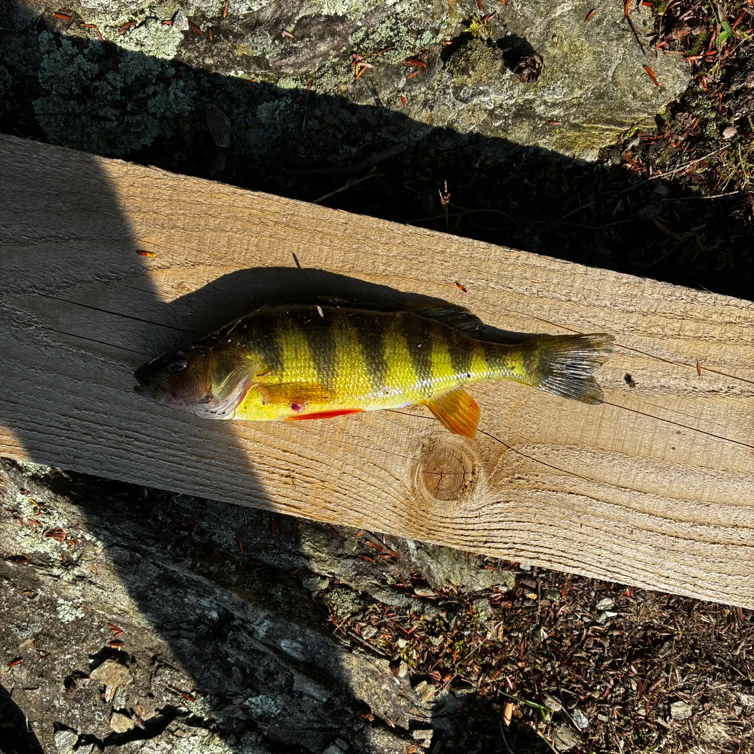 Yellow perch caught on Fishbrain