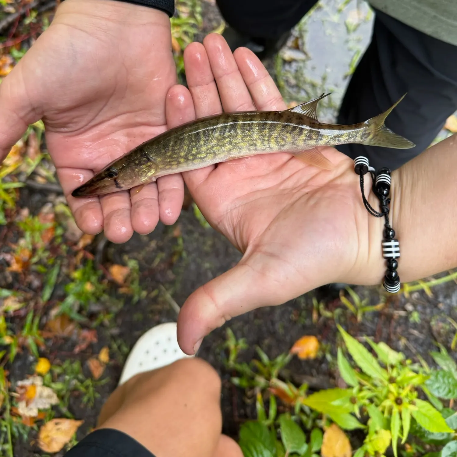 Chain pickerel caught on Fishbrain