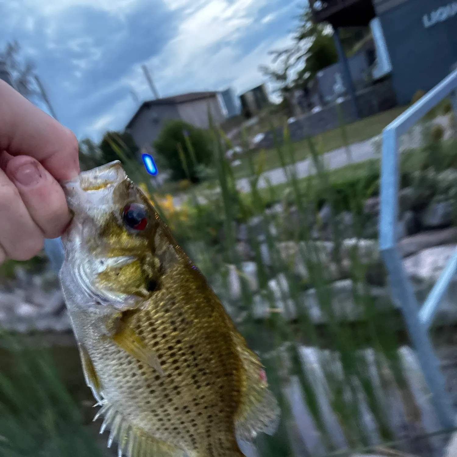 Rock bass caught on Fishbrain