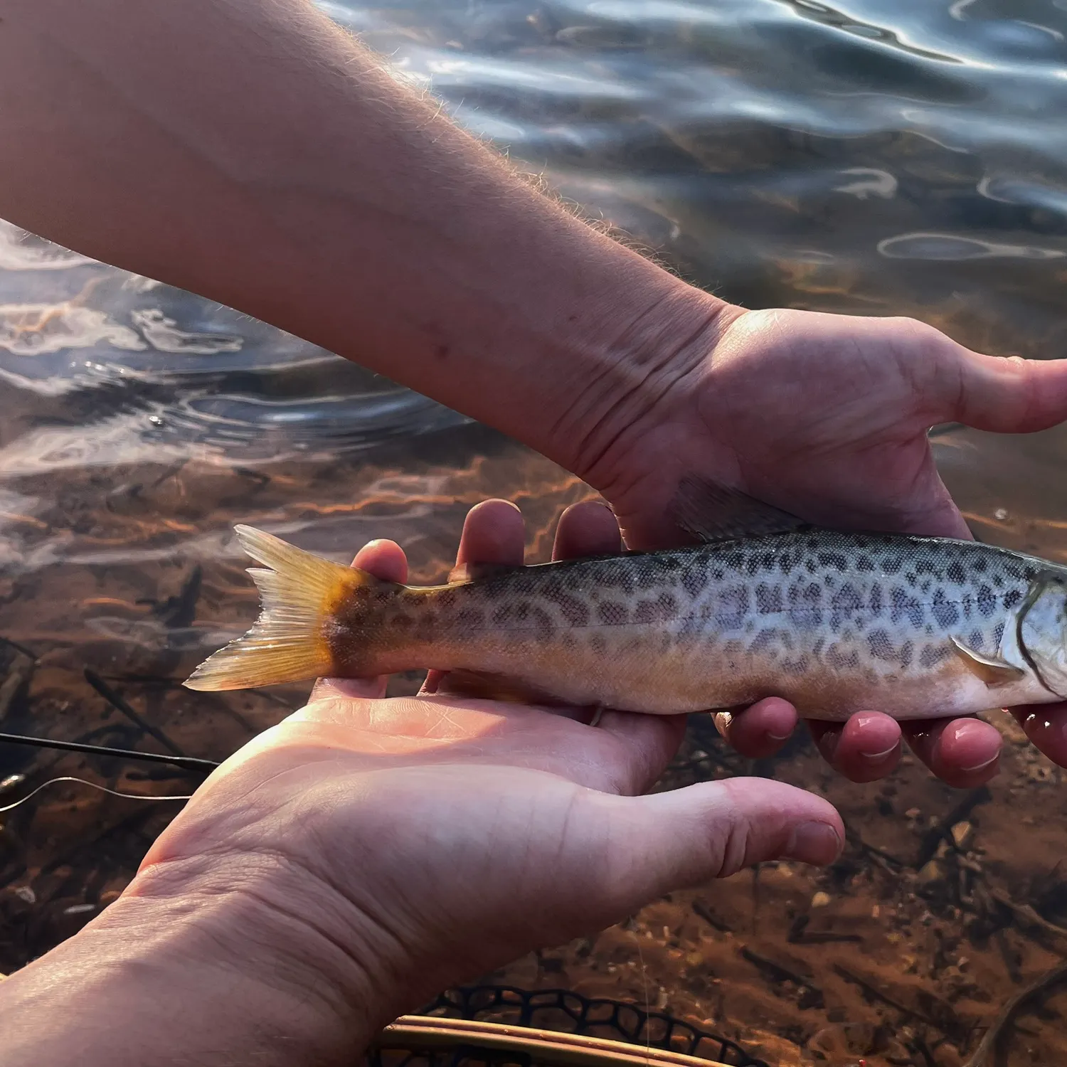 The most recent Tiger trout catches on Fishbrain