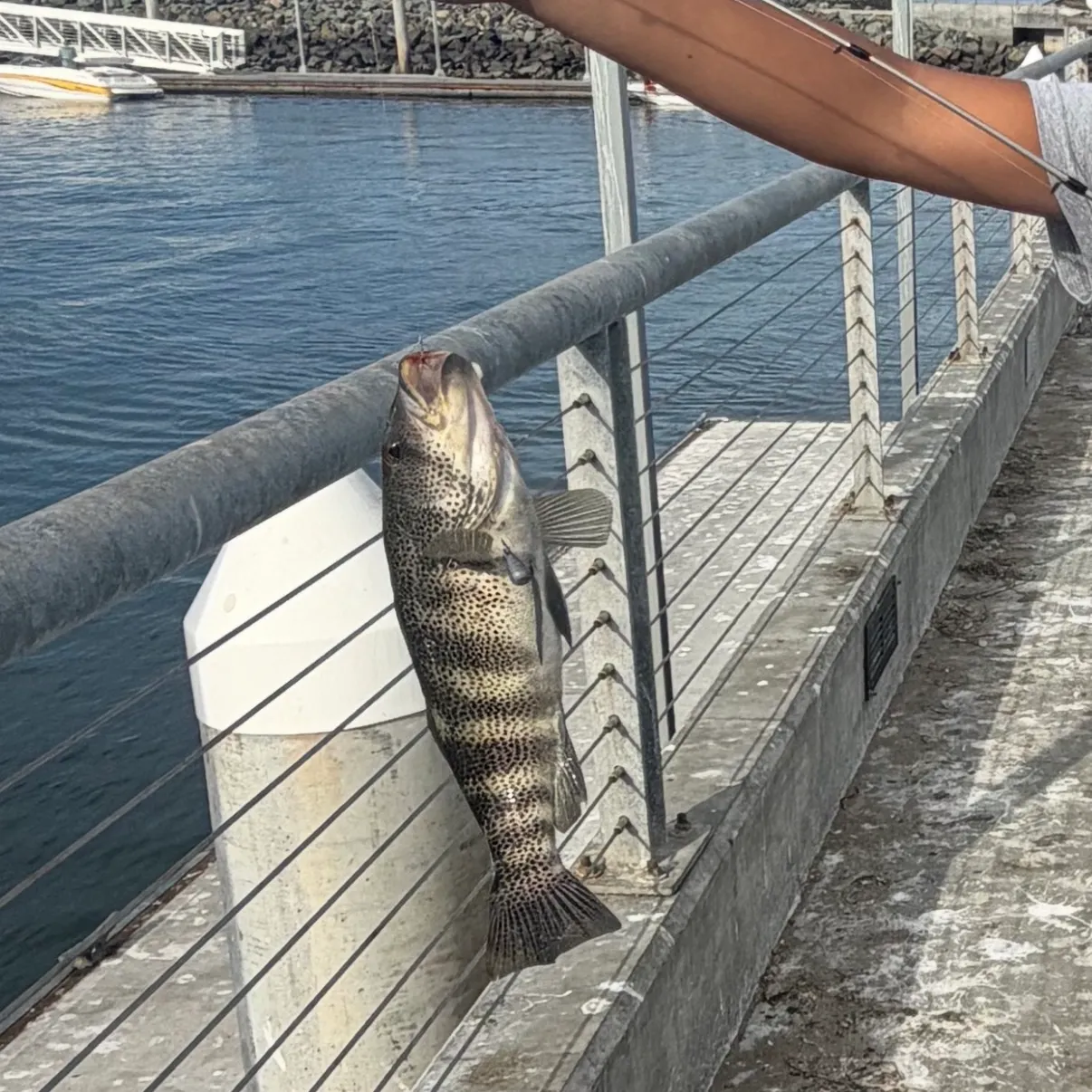 Barred sand bass caught on Fishbrain