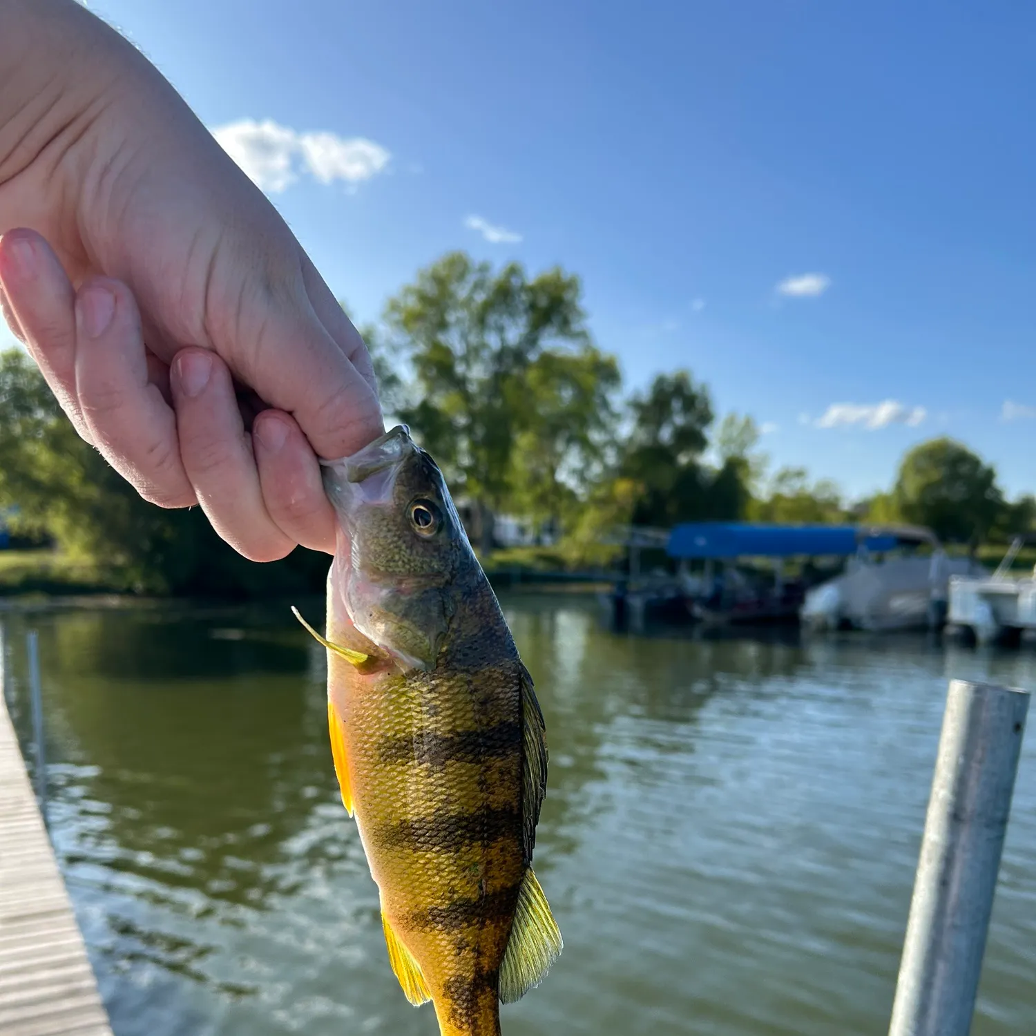 Yellow perch caught on Fishbrain