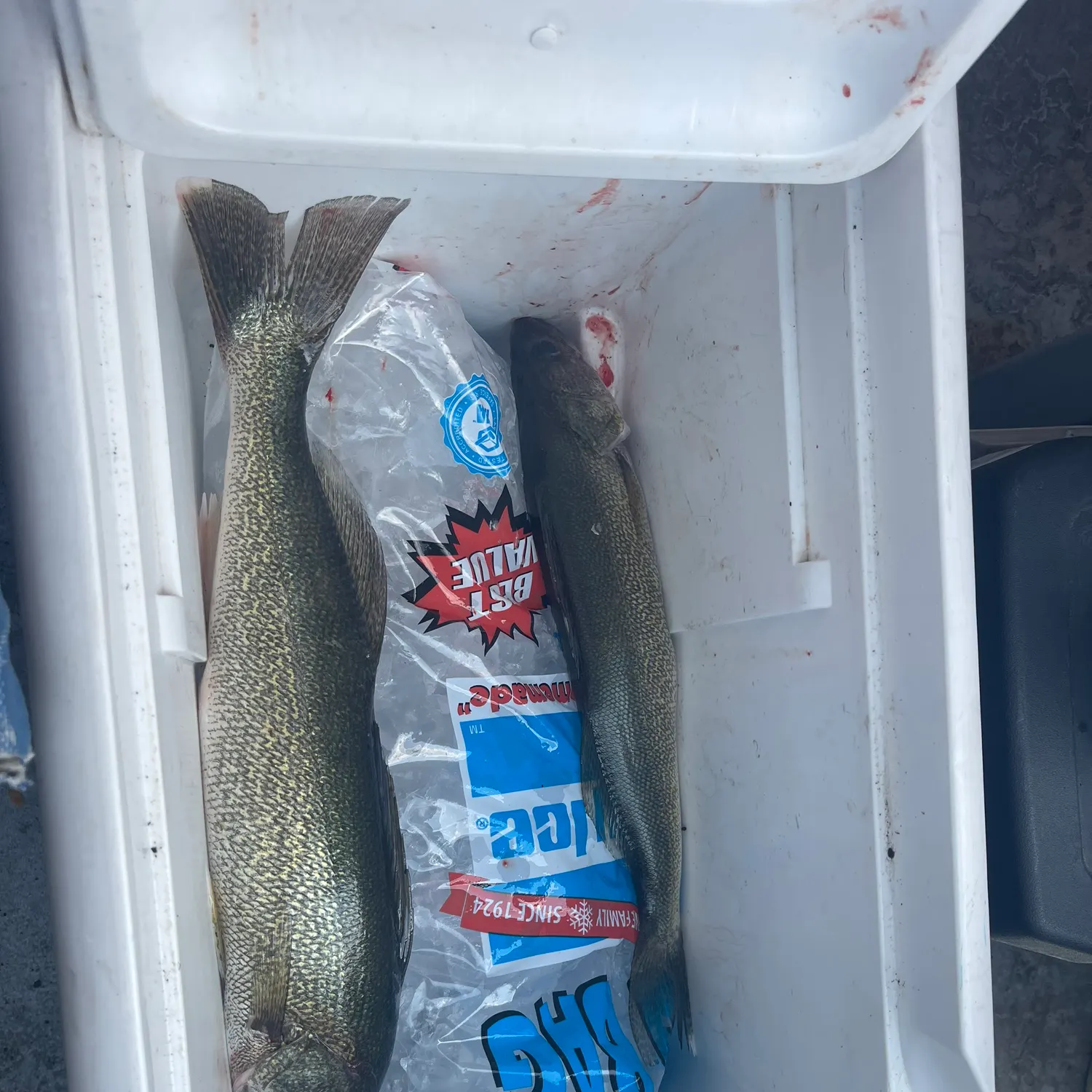 recently logged catches