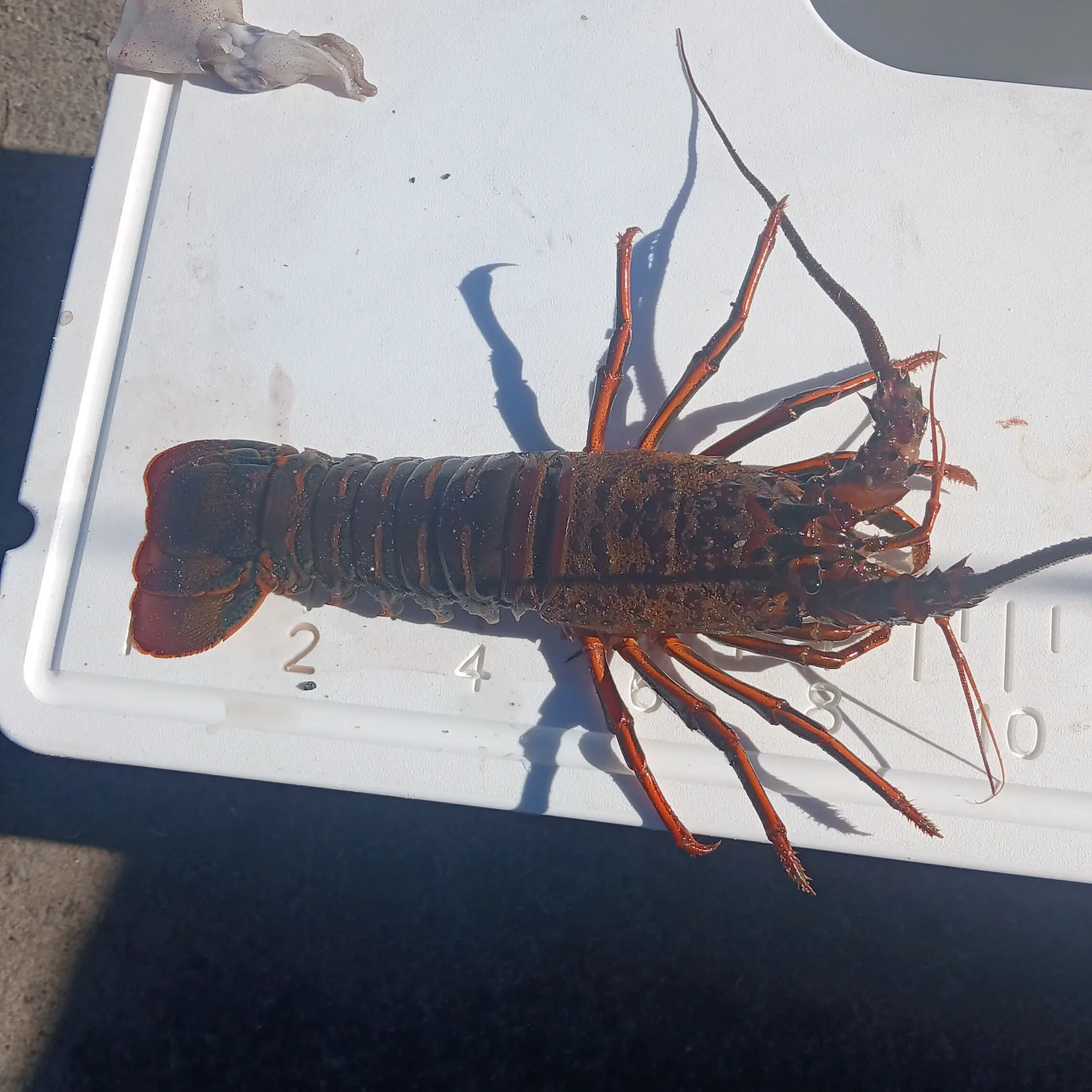 California spiny lobster caught on Fishbrain