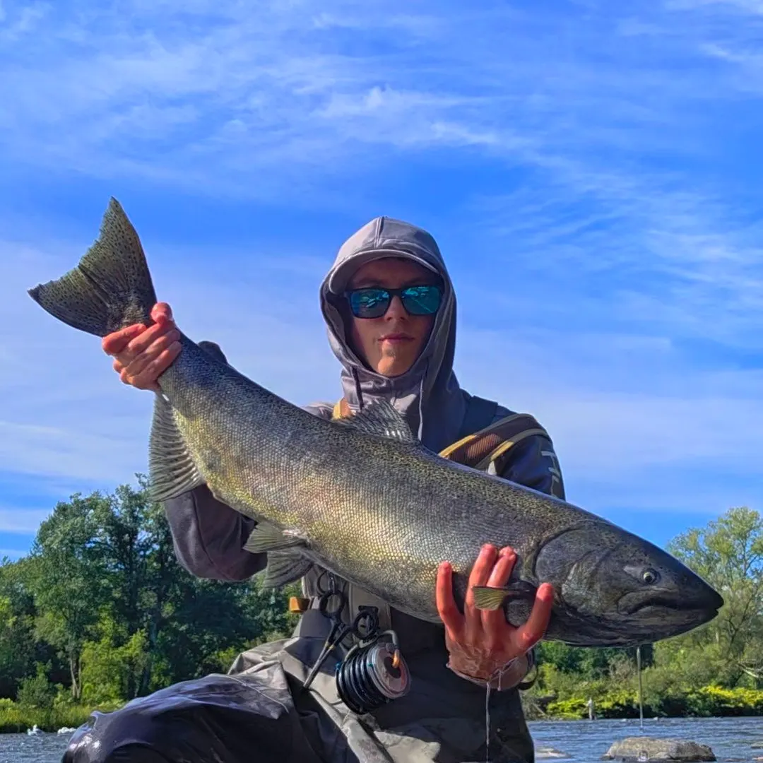 Chinook salmon caught on Fishbrain