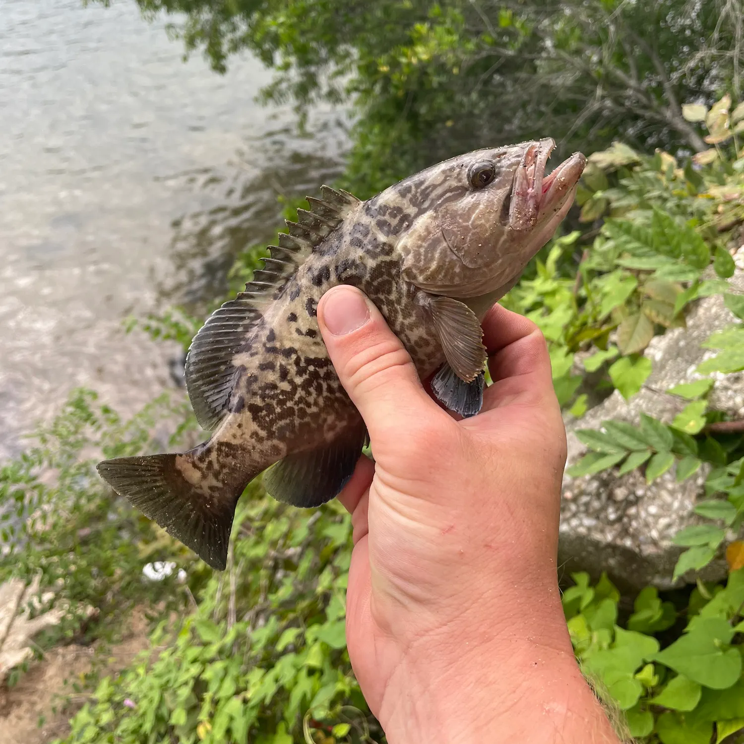 Gag grouper caught on Fishbrain