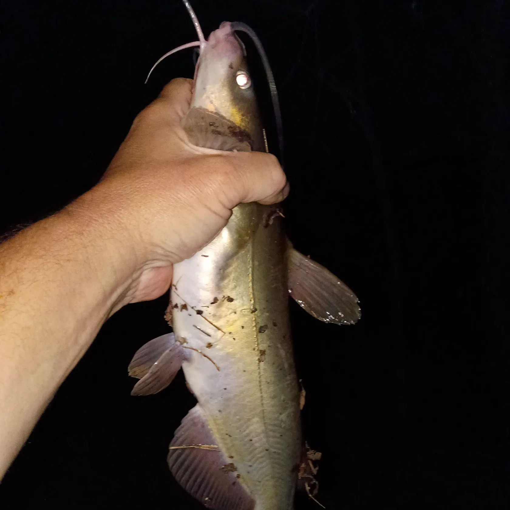 Channel catfish caught on Fishbrain