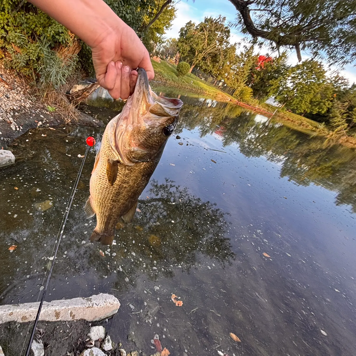 Largemouth bass caught on Fishbrain