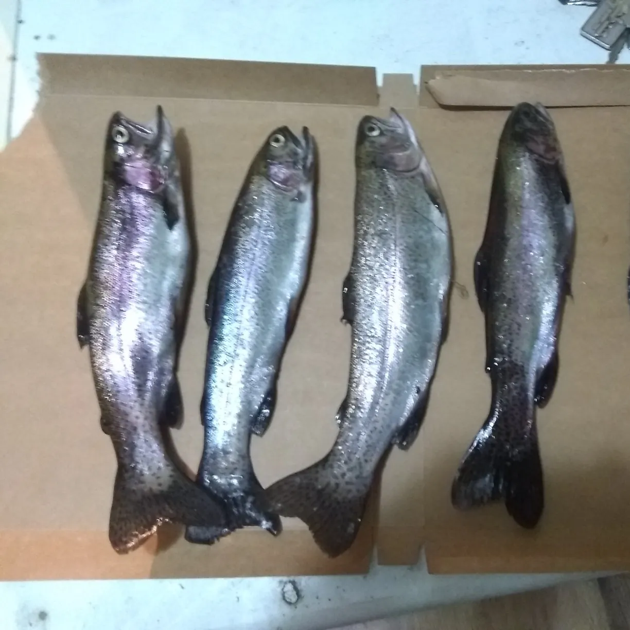 recently logged catches