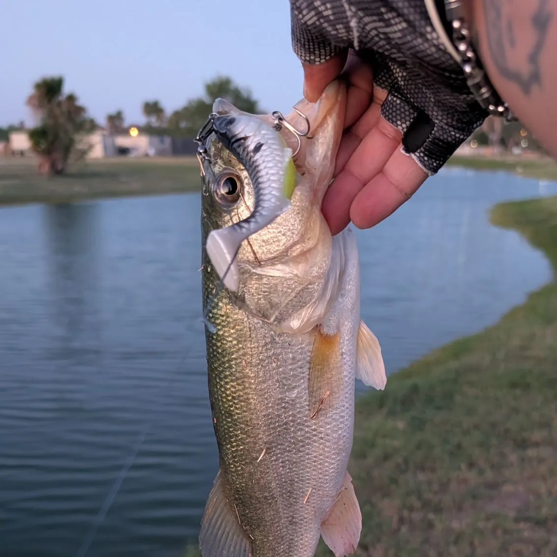 Largemouth bass caught on Fishbrain