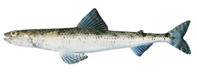 Clouded lizardfish