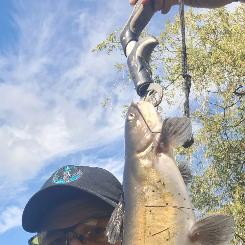 Channel catfish caught on Fishbrain