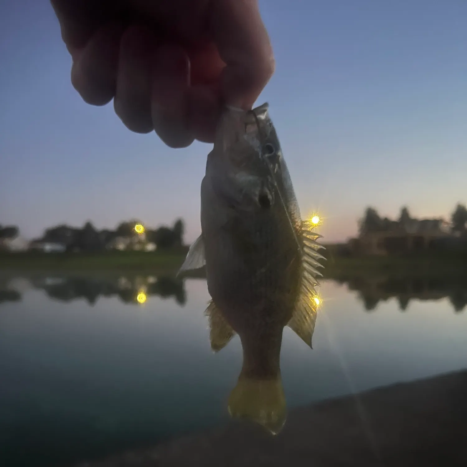 Green sunfish caught on Fishbrain