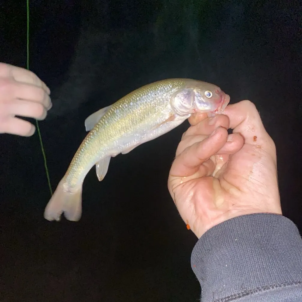 Creek chub caught on Fishbrain