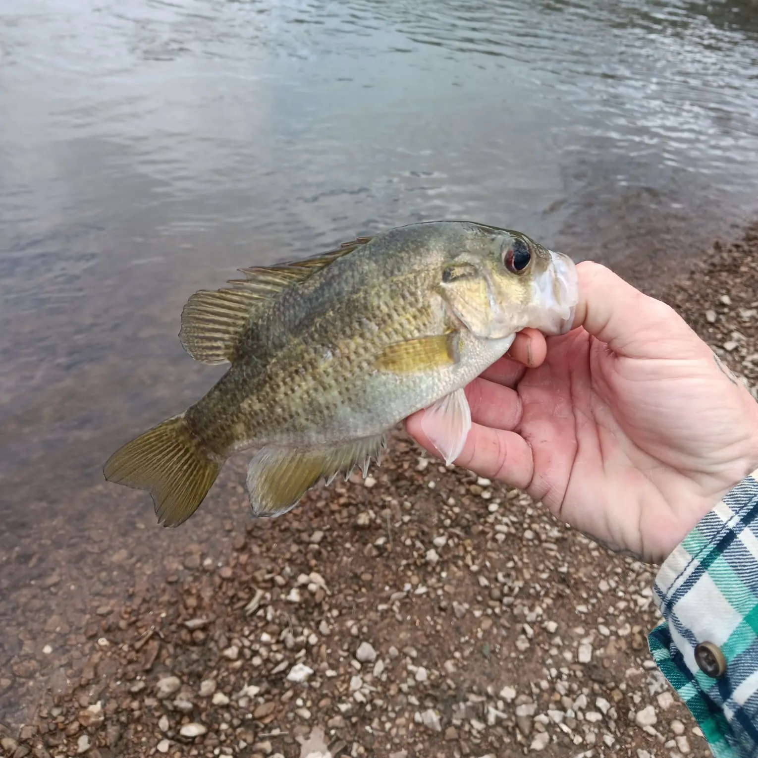 The most recent Rock bass catches on Fishbrain