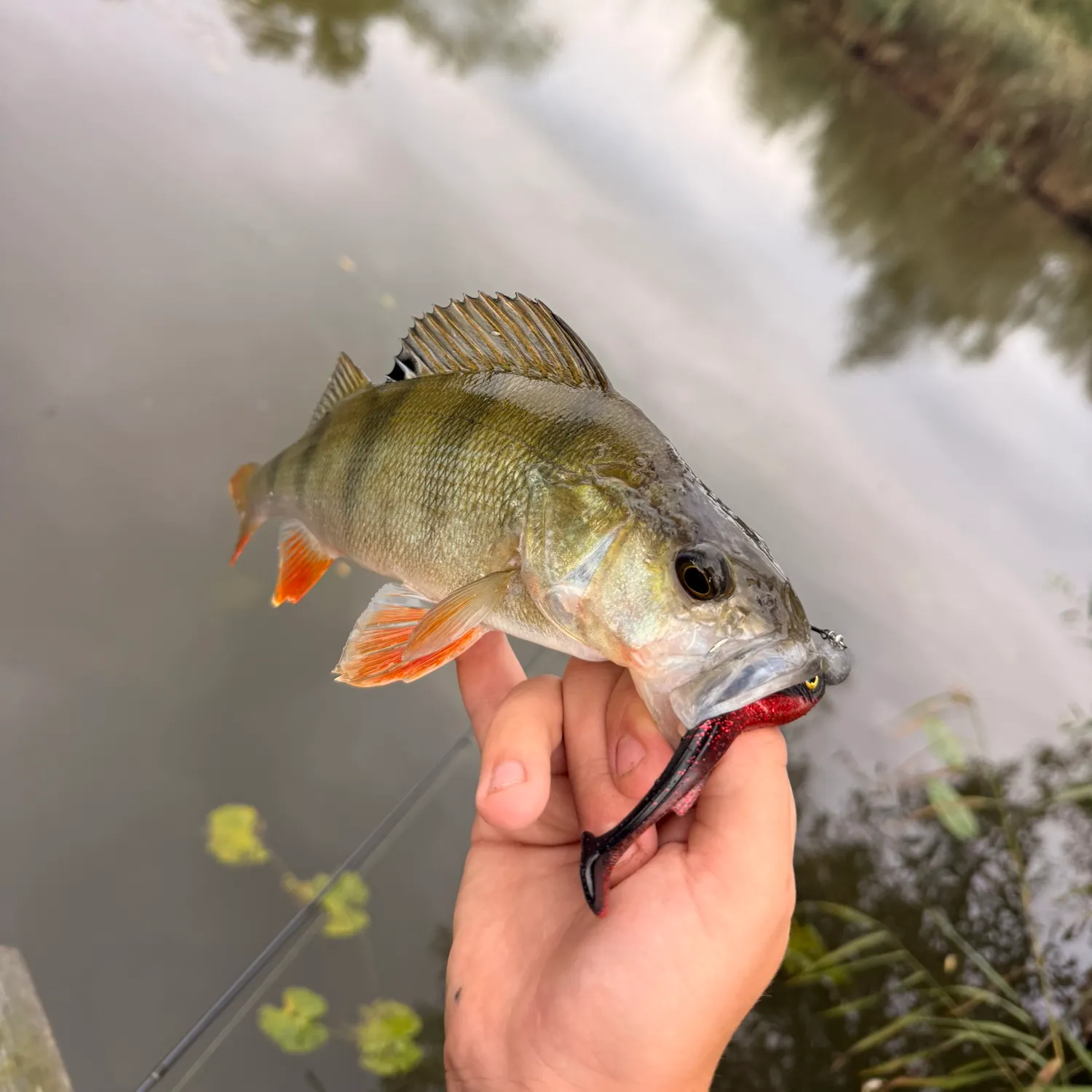 European perch caught on Fishbrain