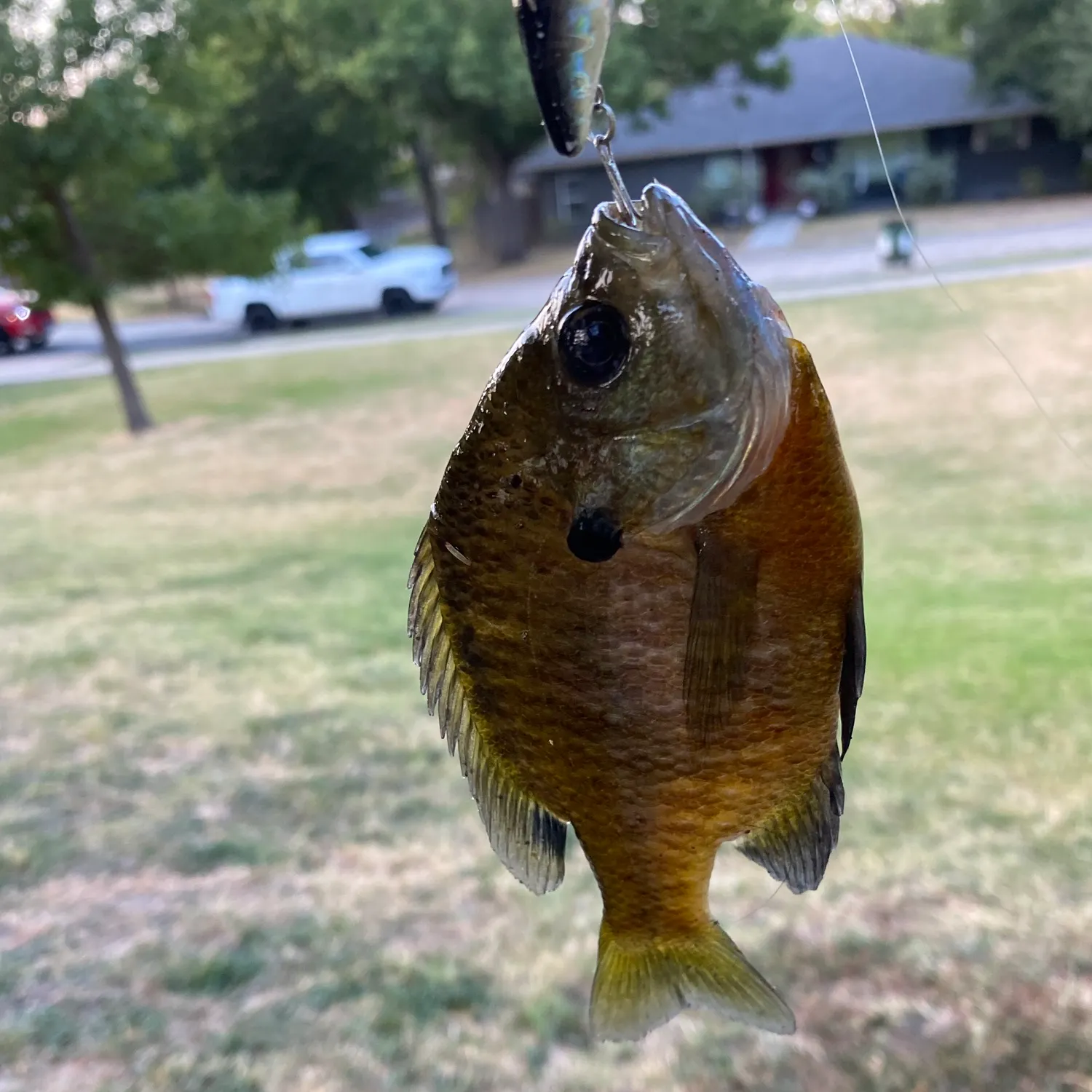 Bluegill caught on Fishbrain