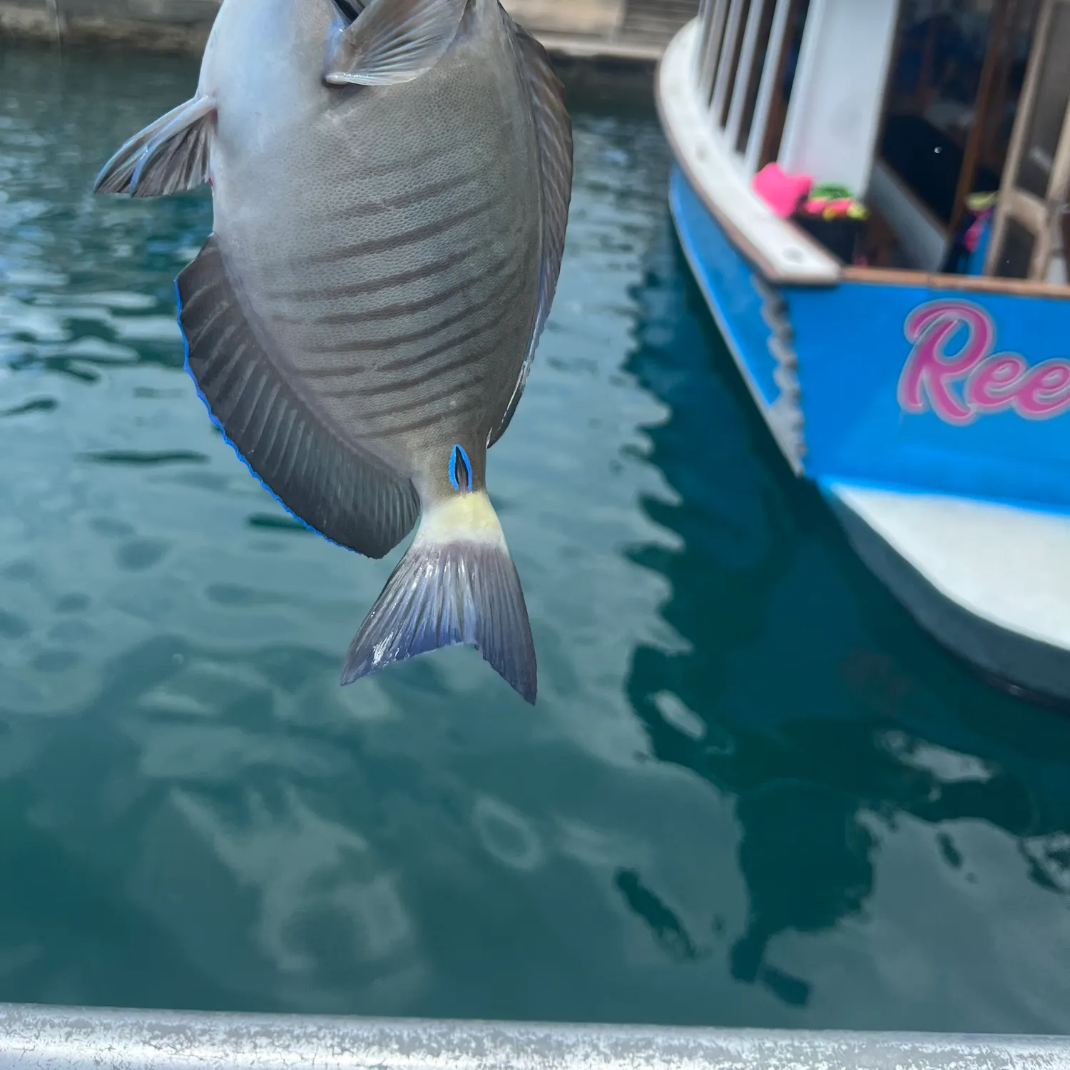 The most recent Doctorfish catches on Fishbrain