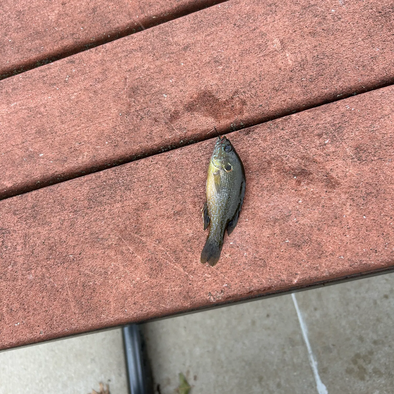 Green sunfish caught on Fishbrain