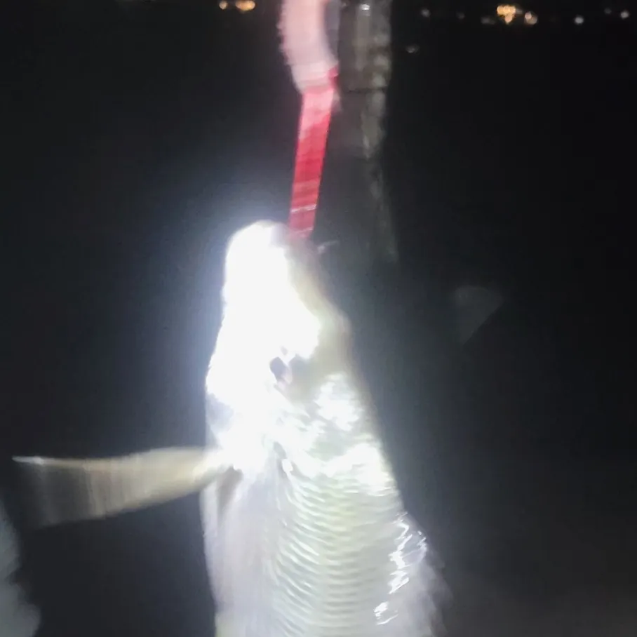 Surf bream caught on Fishbrain