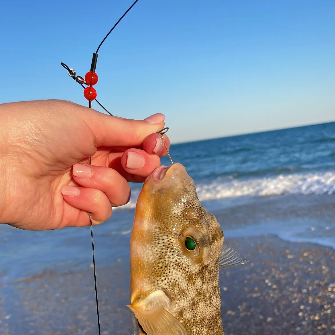 The most recent Northern puffer catches on Fishbrain