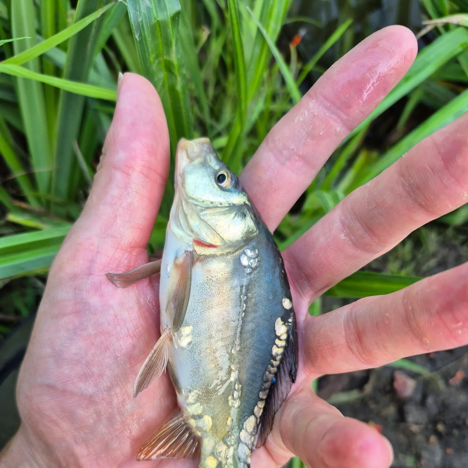 The most recent Mirror carp catches on Fishbrain