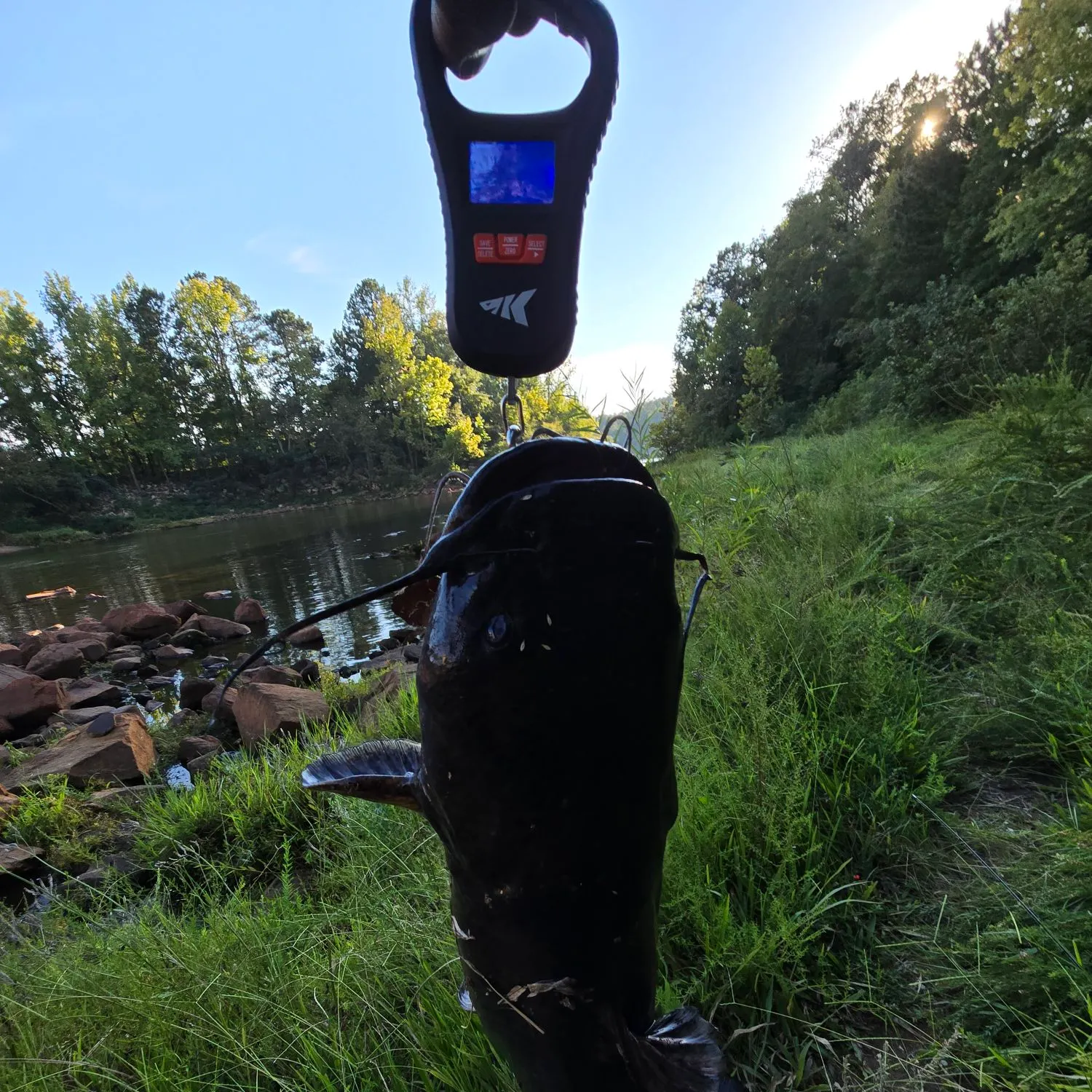 Channel catfish caught on Fishbrain