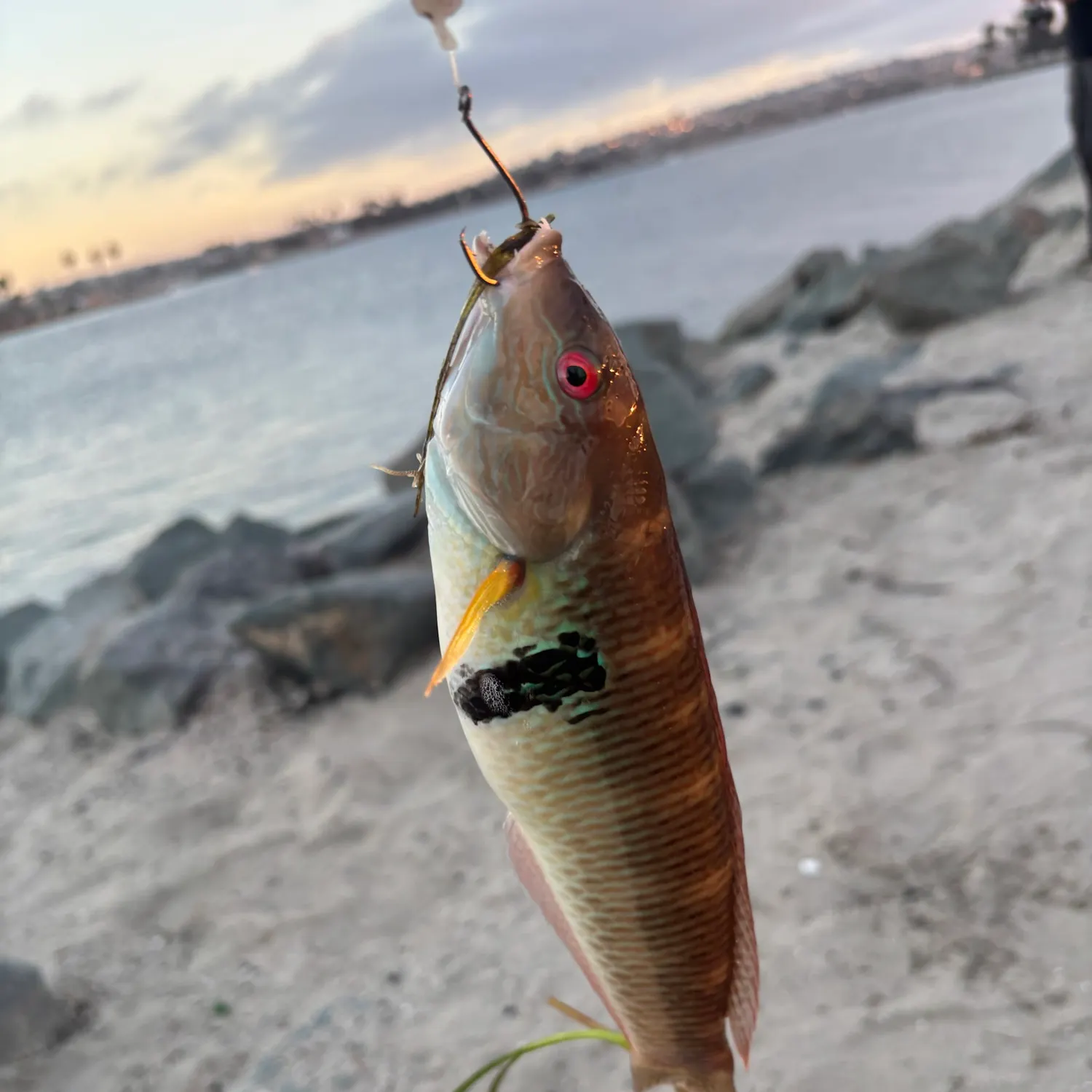 Rock wrasse caught on Fishbrain