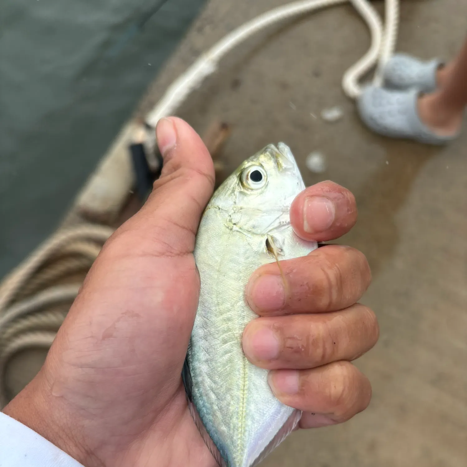 The most recent Bluefin trevally catches on Fishbrain