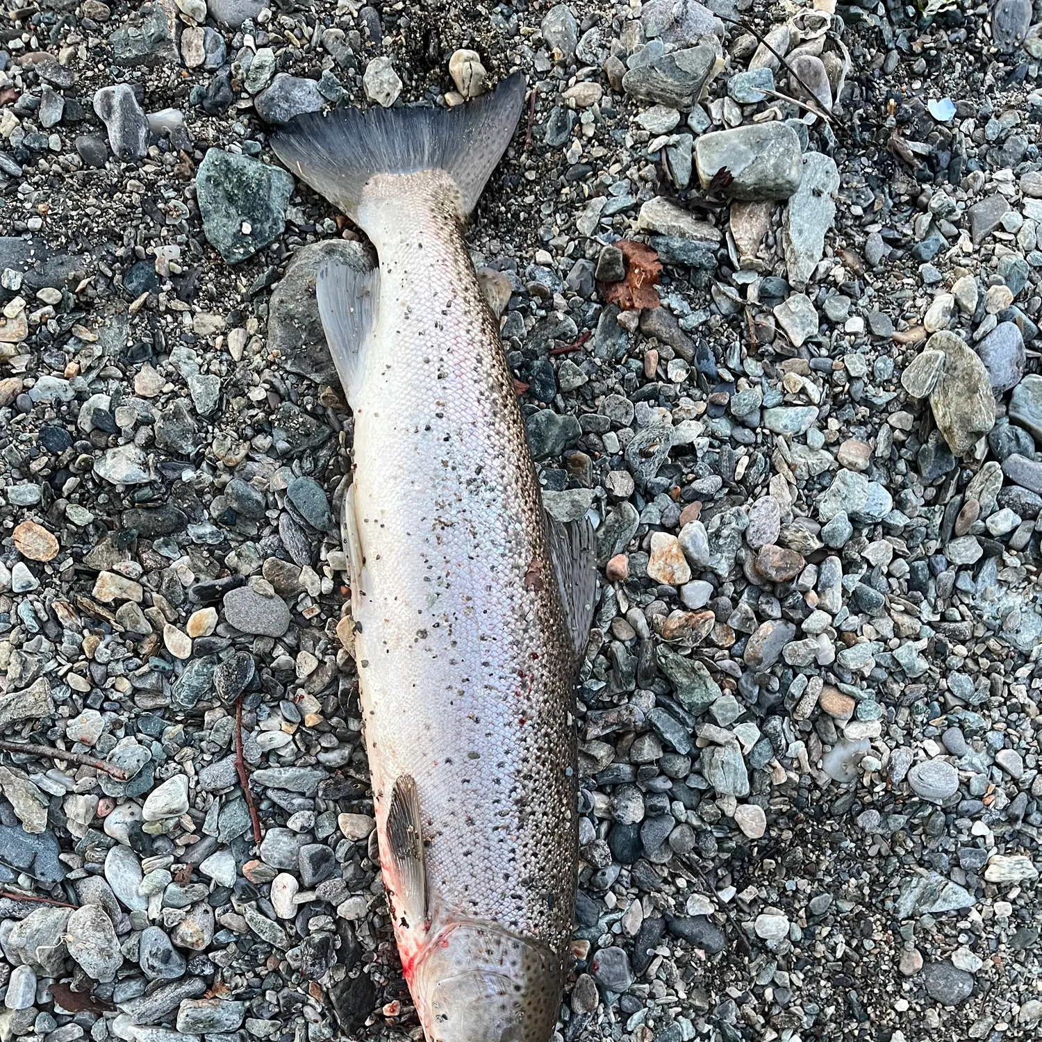 Sea trout caught on Fishbrain