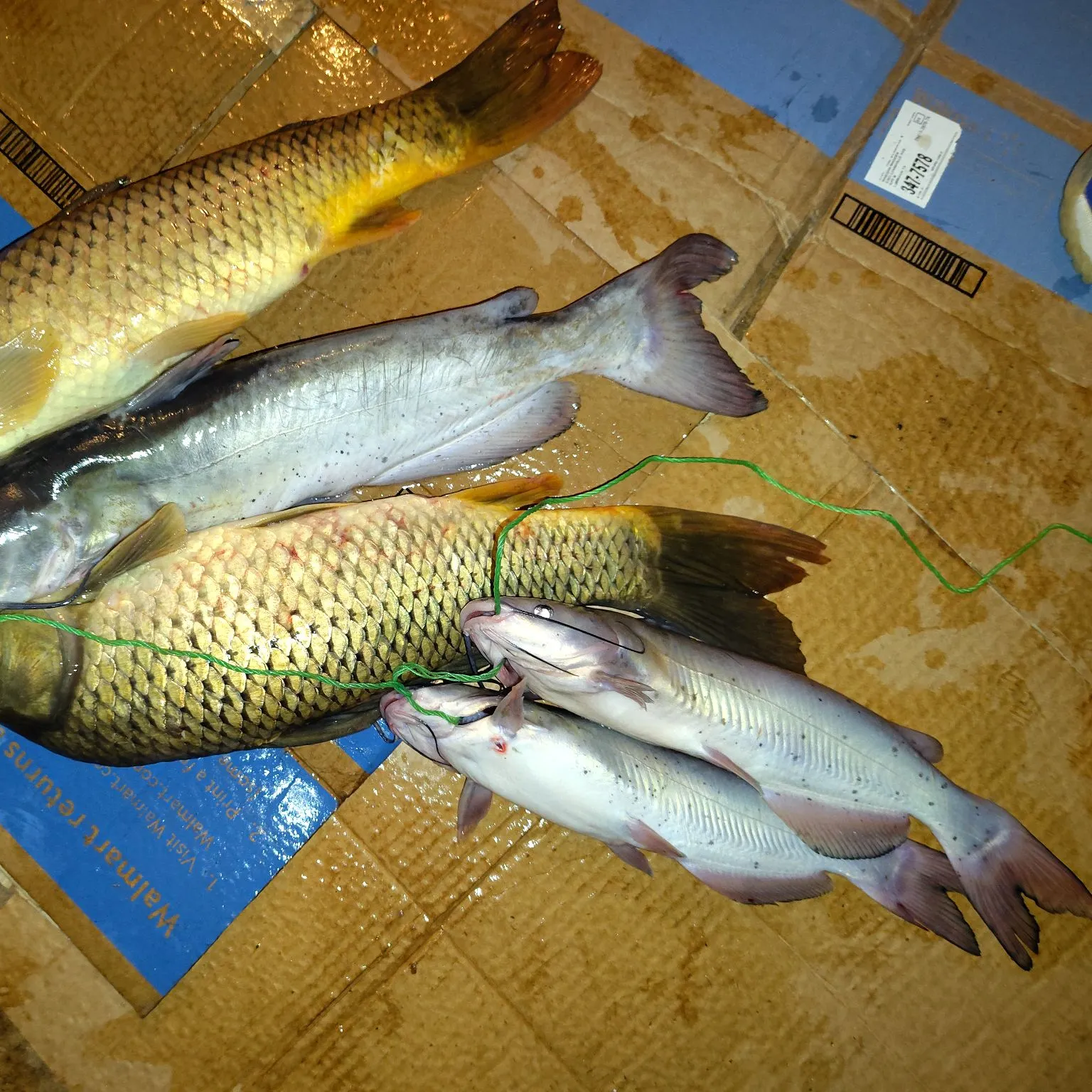 recently logged catches