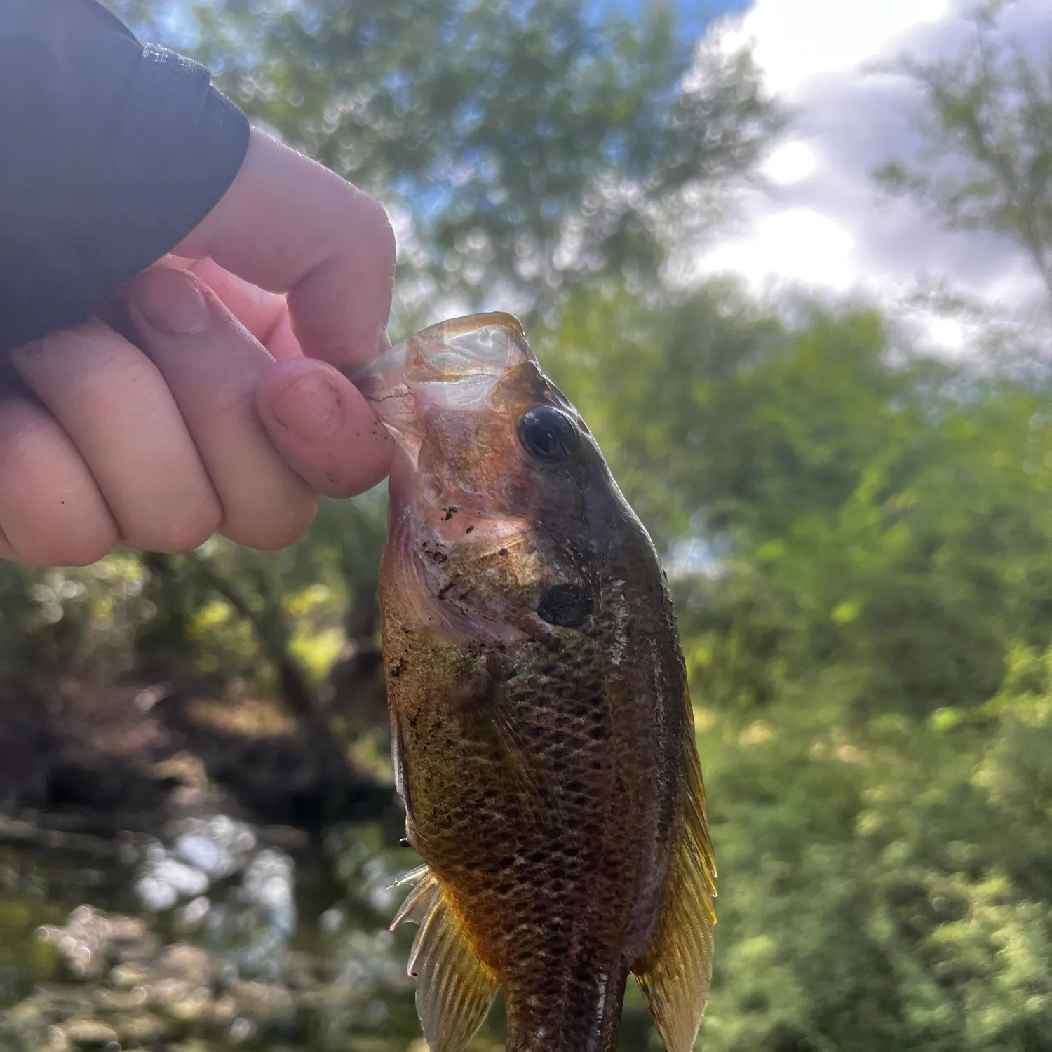 Rock bass caught on Fishbrain