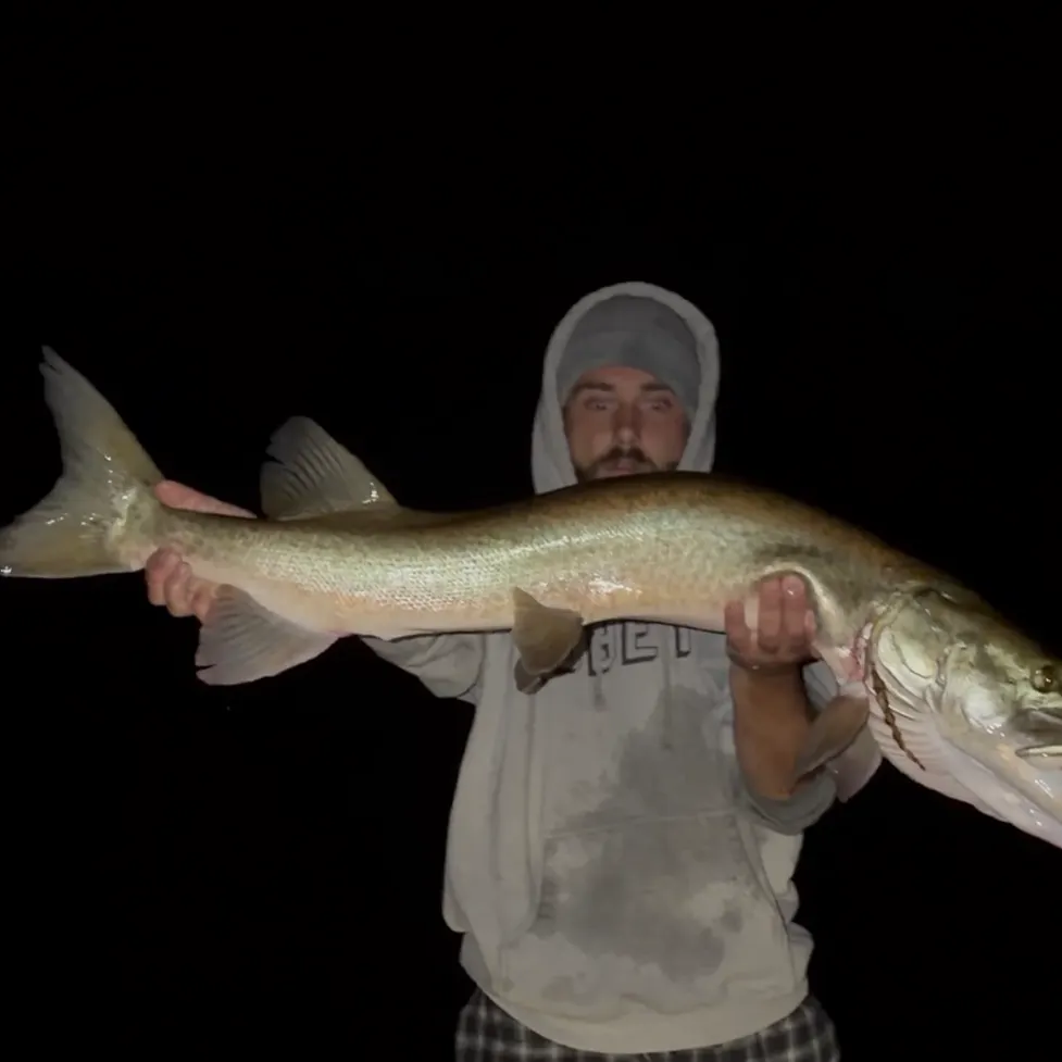 The most recent Muskie catches on Fishbrain