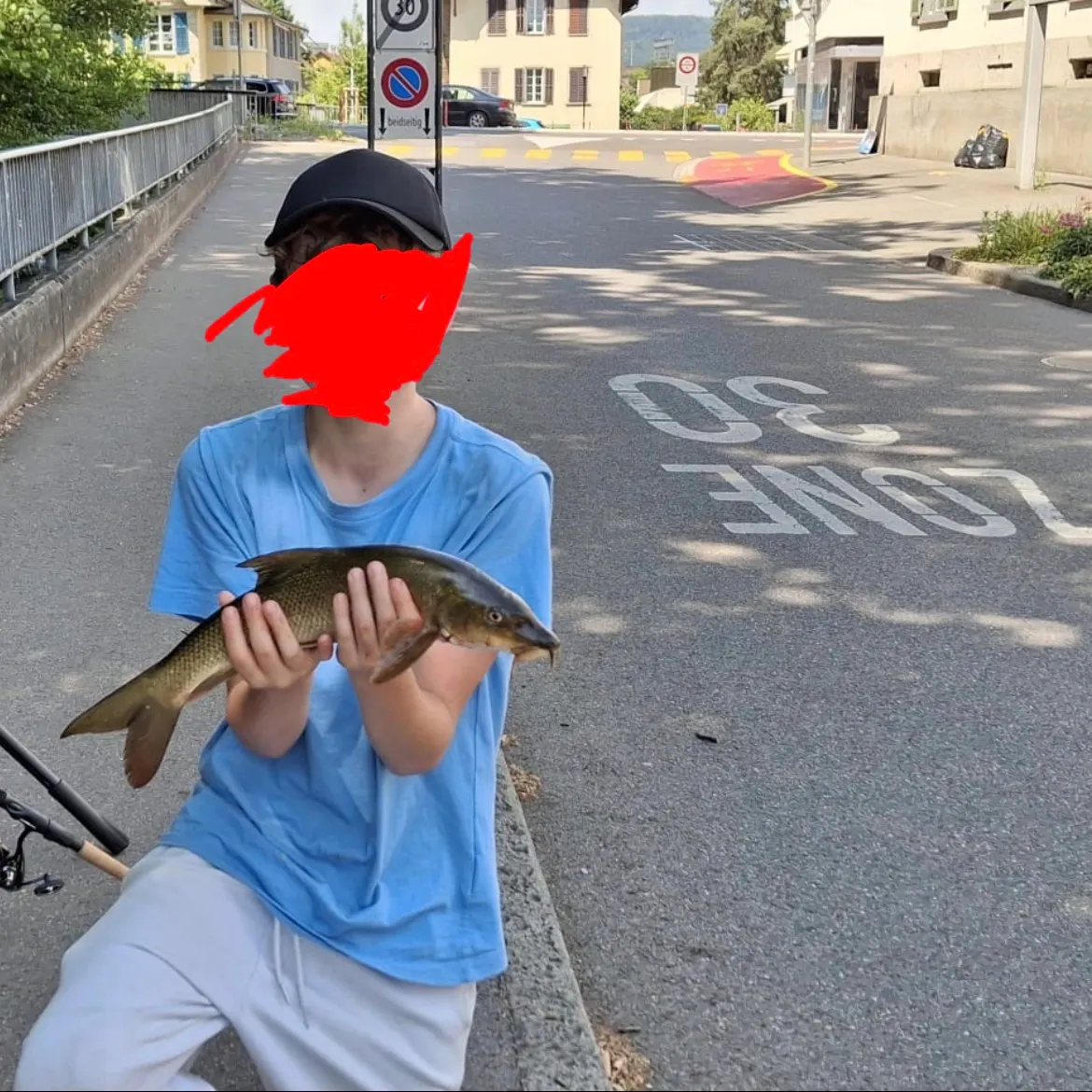 The most recent Common barbel catches on Fishbrain