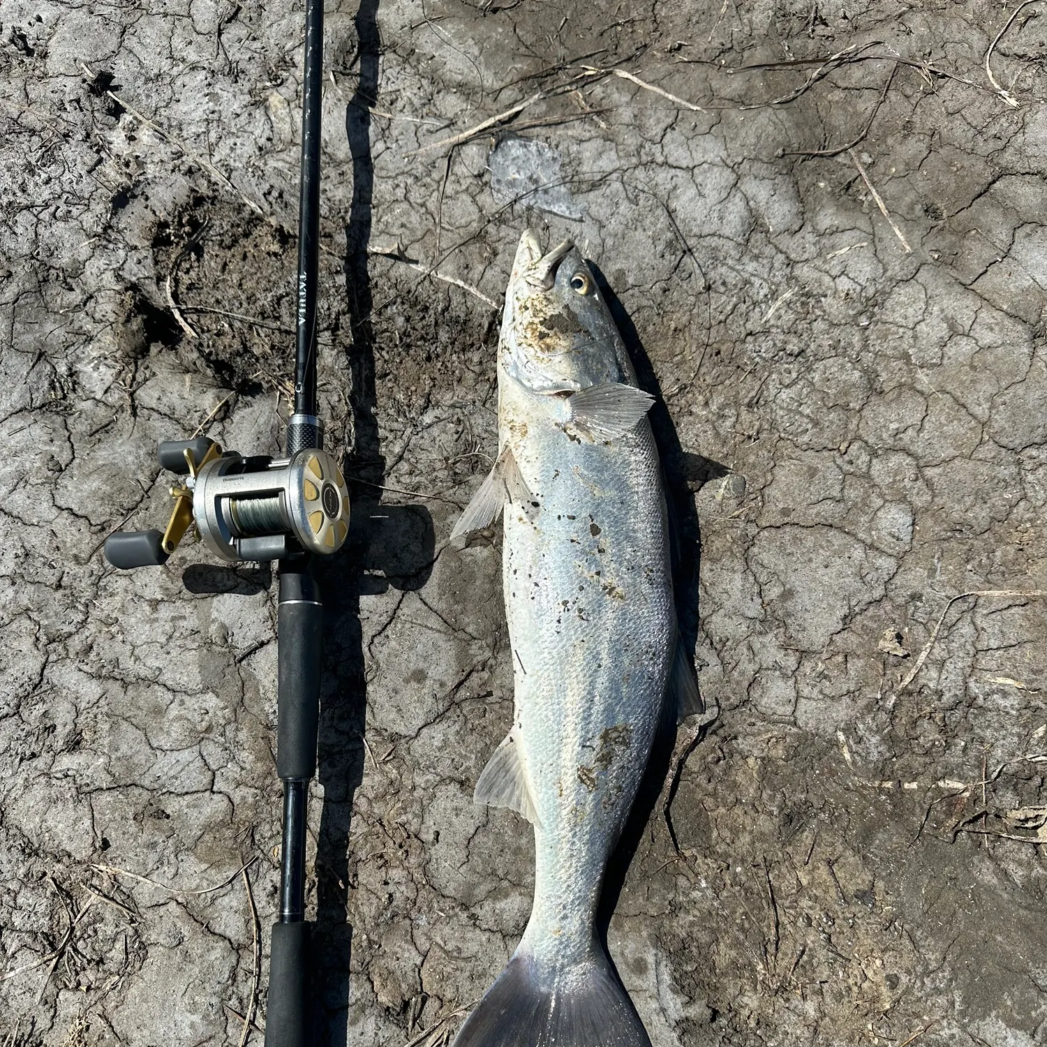 The most recent Shortfin corvina catches on Fishbrain