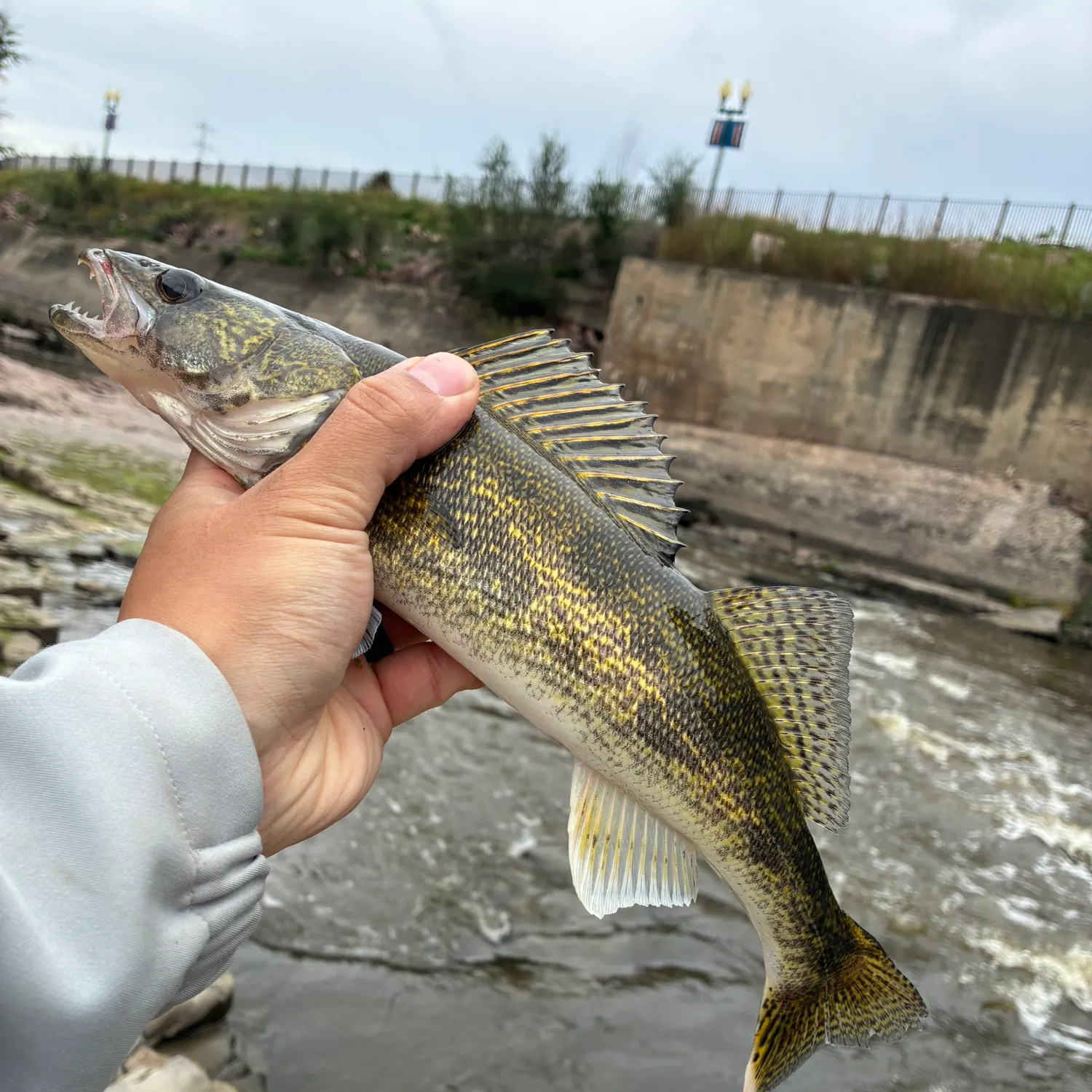 Saugeye caught on Fishbrain