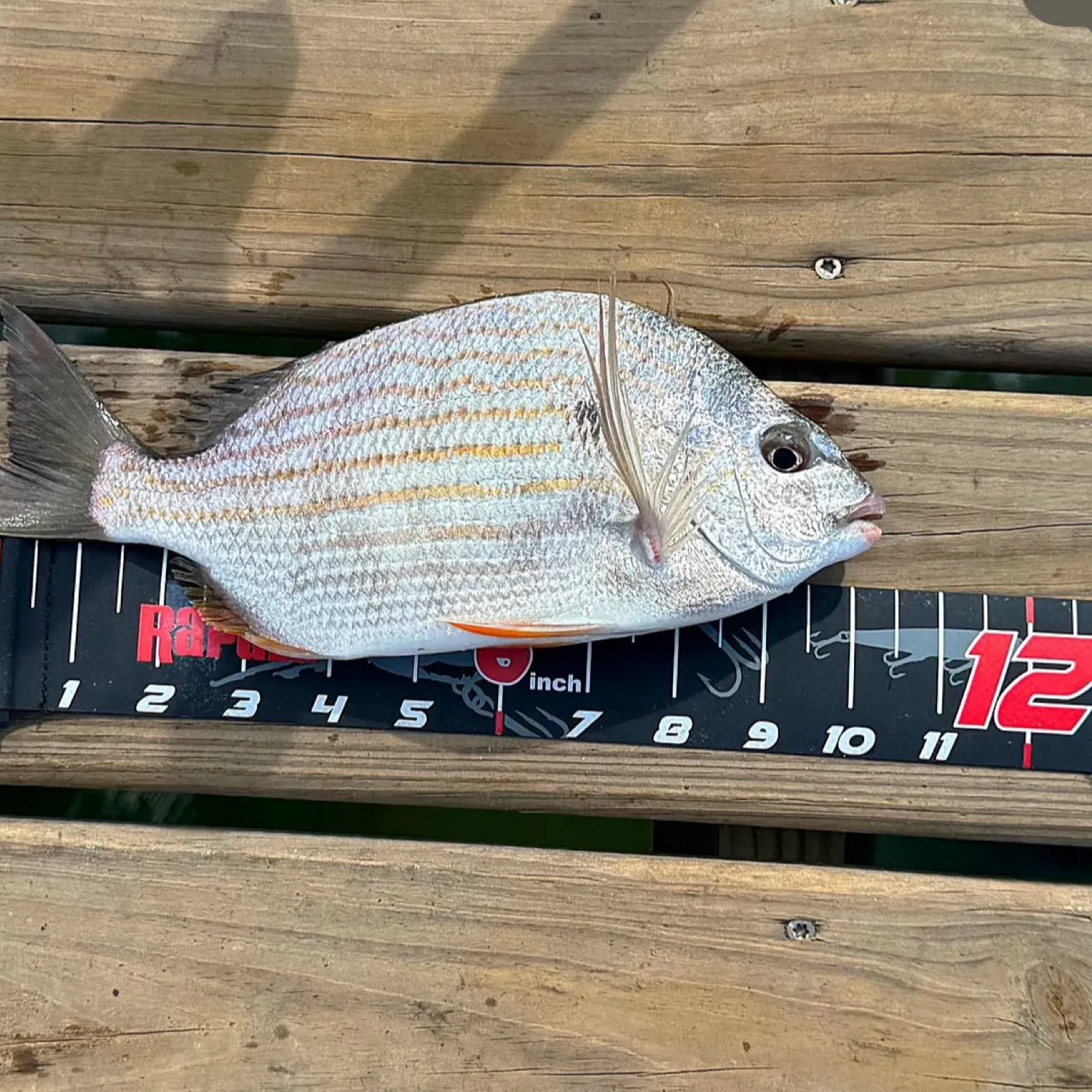 The most recent Western Atlantic seabream catches on Fishbrain